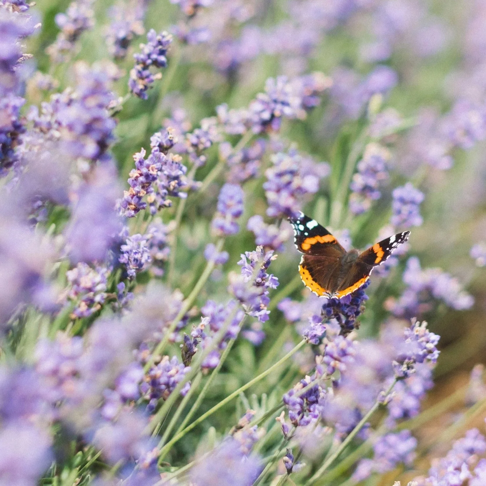 butterfly sits on a lavender flower