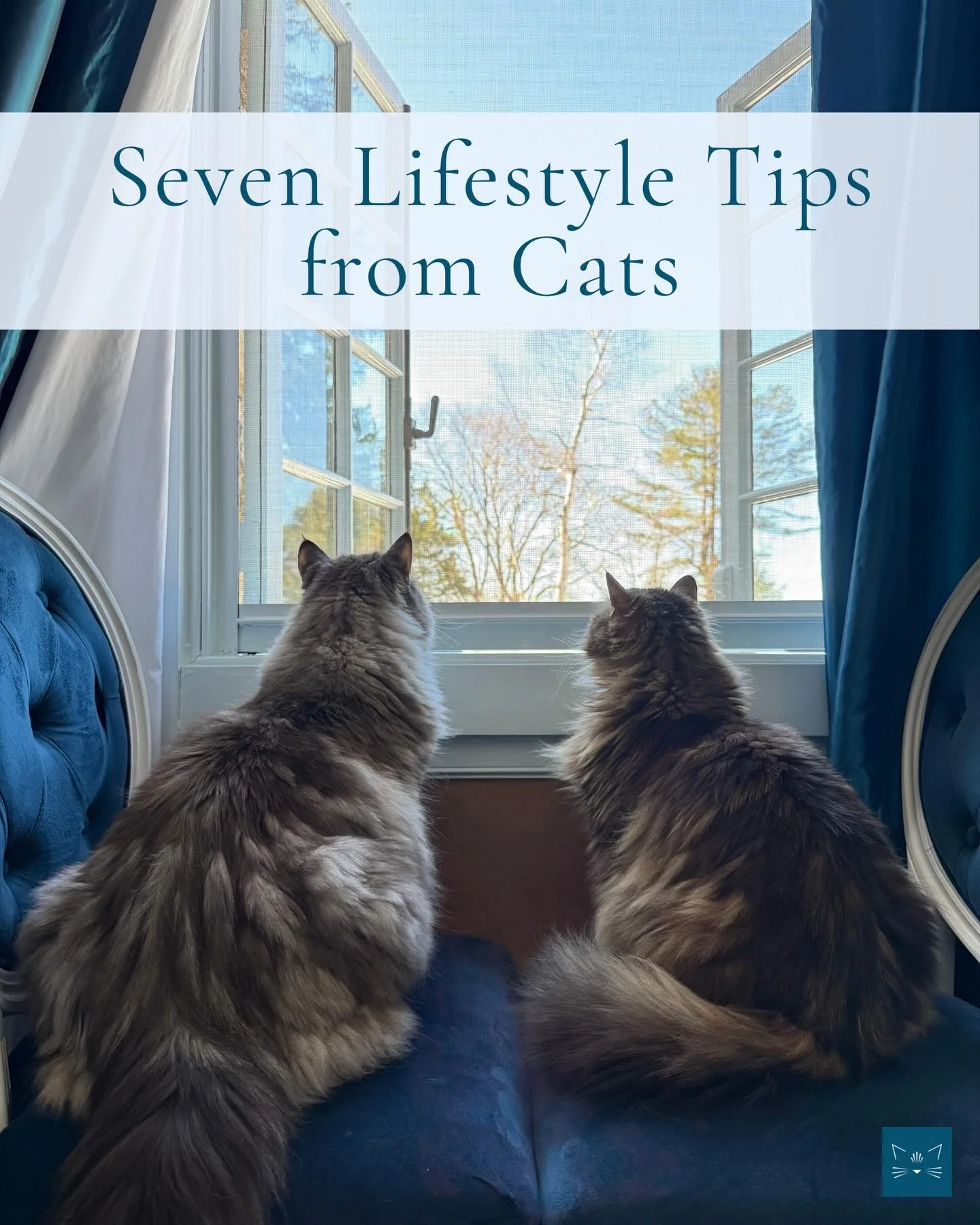 This week the resident lynx point cats have taken over to give their lifestyle advice 🐱 🐱 Comment Cats and I&rsquo;ll pm you a link to the whole article!

#lynxpointcreative #planner2027 #catsofinstagram