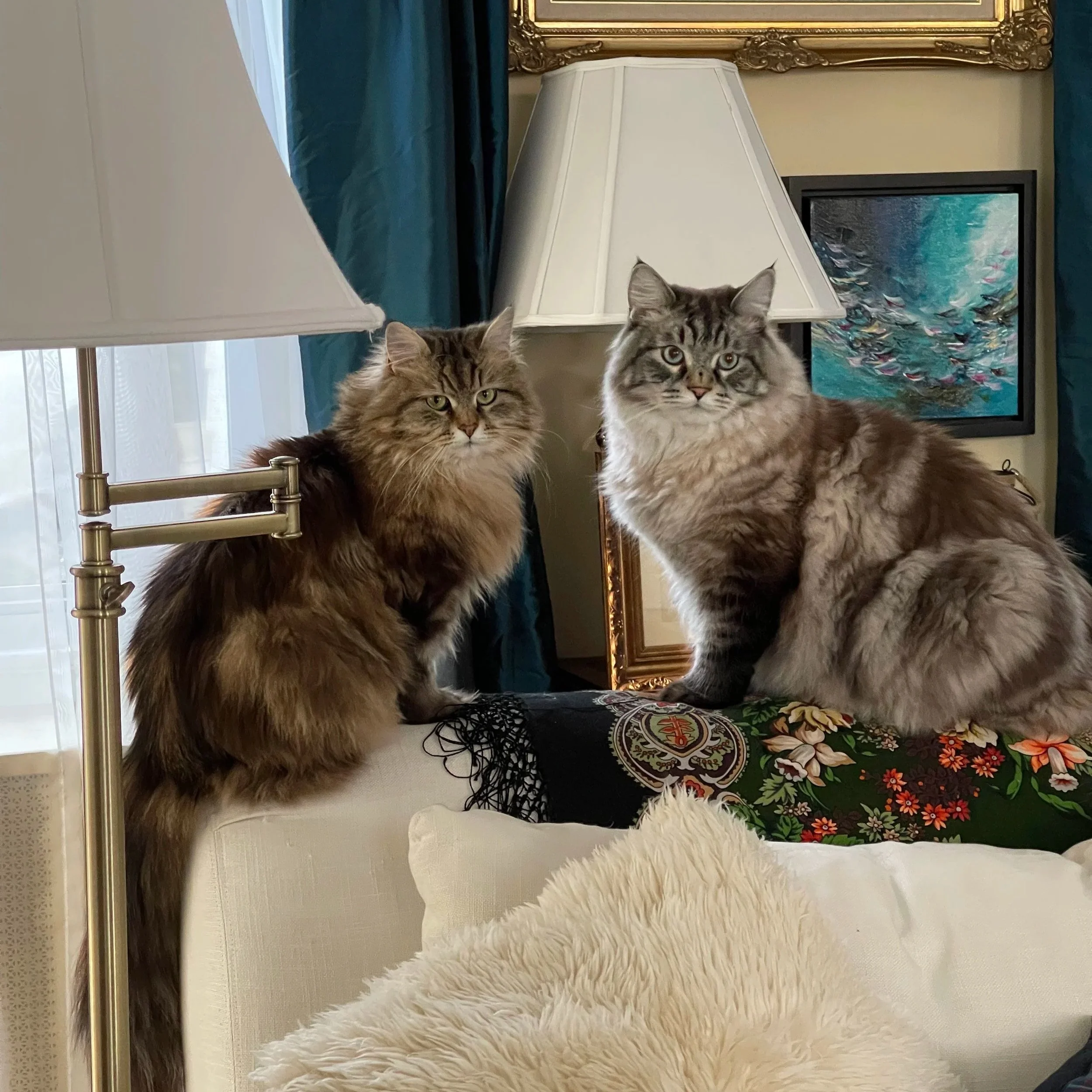 two lynx point Siberian cats spending quality time