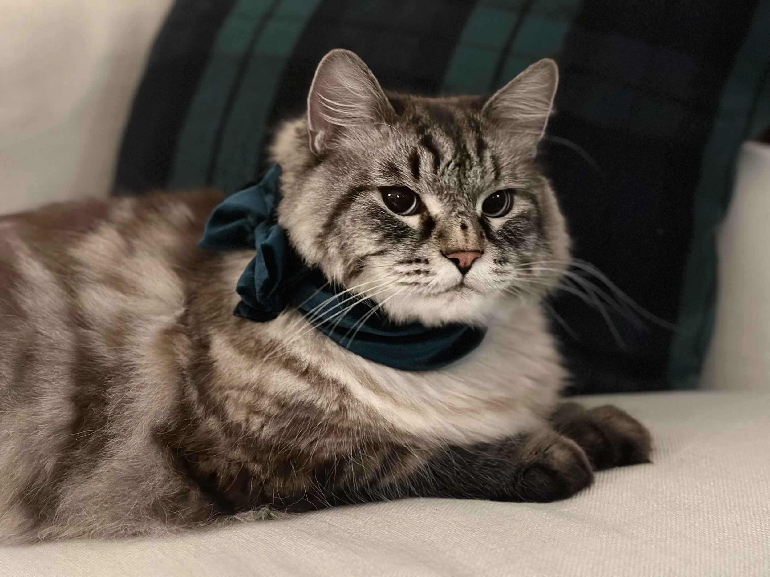 a photo of Louis, the Siberian lynx point cat