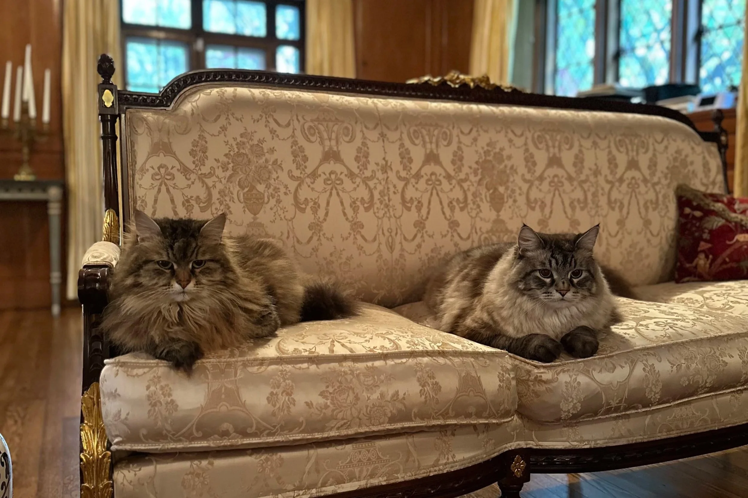 two lynx point Siberian cats sitting on an elegant sofa, showing elegance and calm