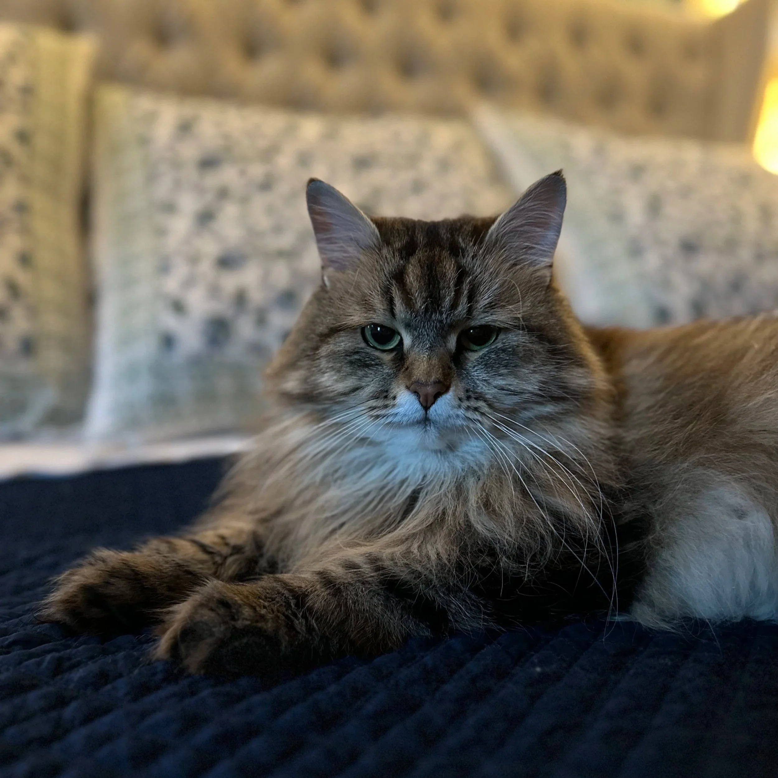 photo of a lynx point Siberian cat on a beautifully decorated background