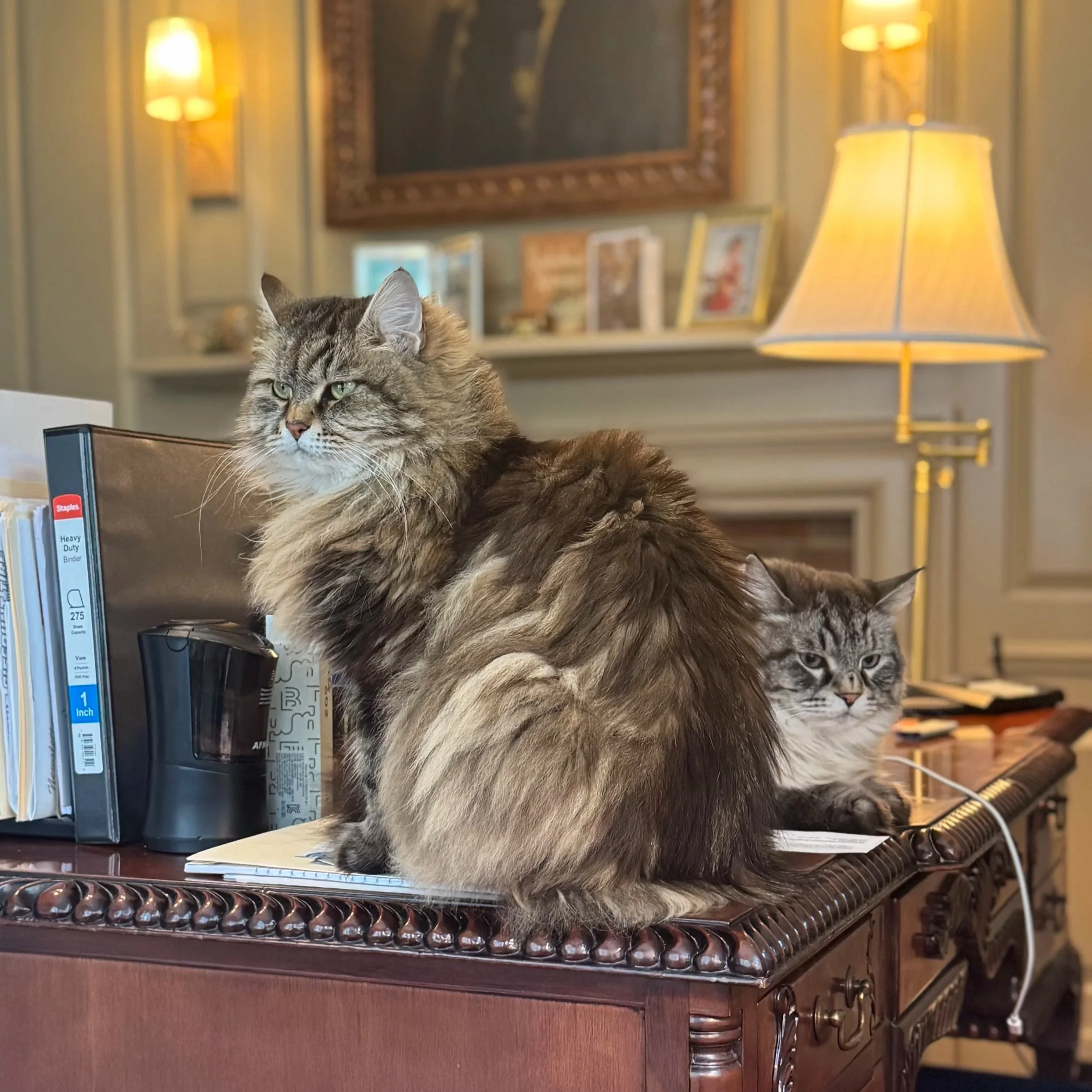 A picture of lynx point Siberian cats sitting on a desk showing a visual for focused productivity