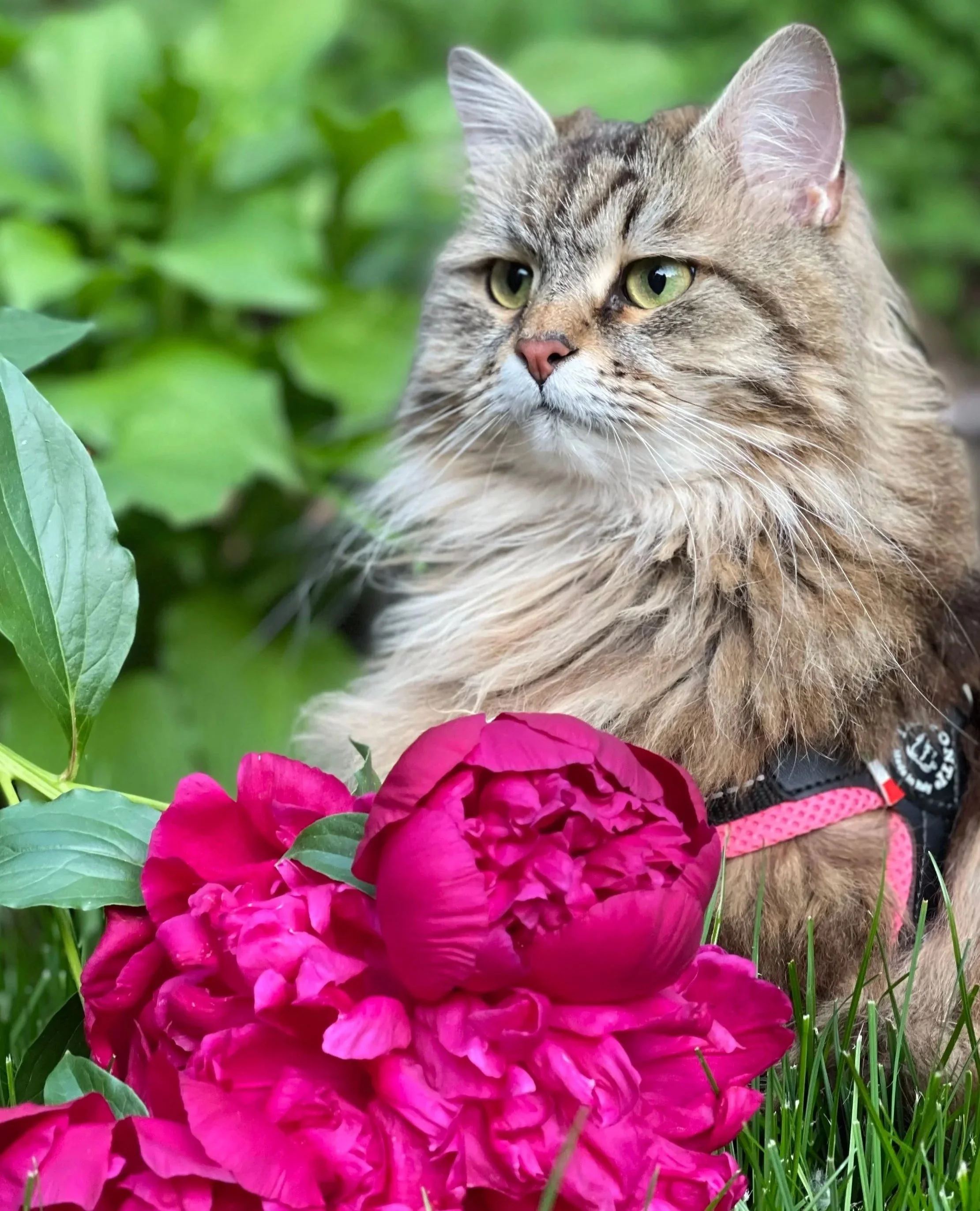 a photo of a tabby lynx point Siberian with flowers, exemplifying the benefits of alone time outside to think