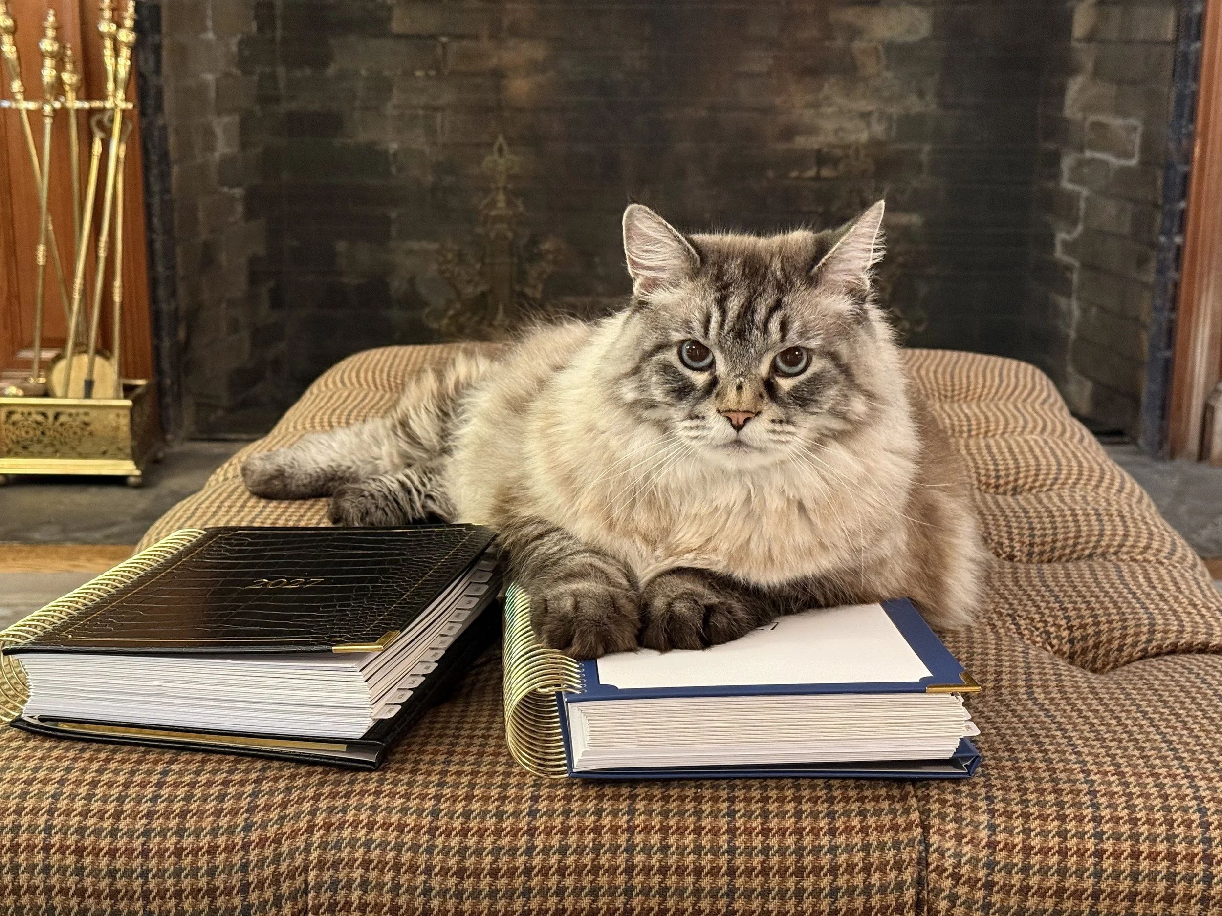Lynx Point Siberian Cat sits with Lynx Point 2027 Planners