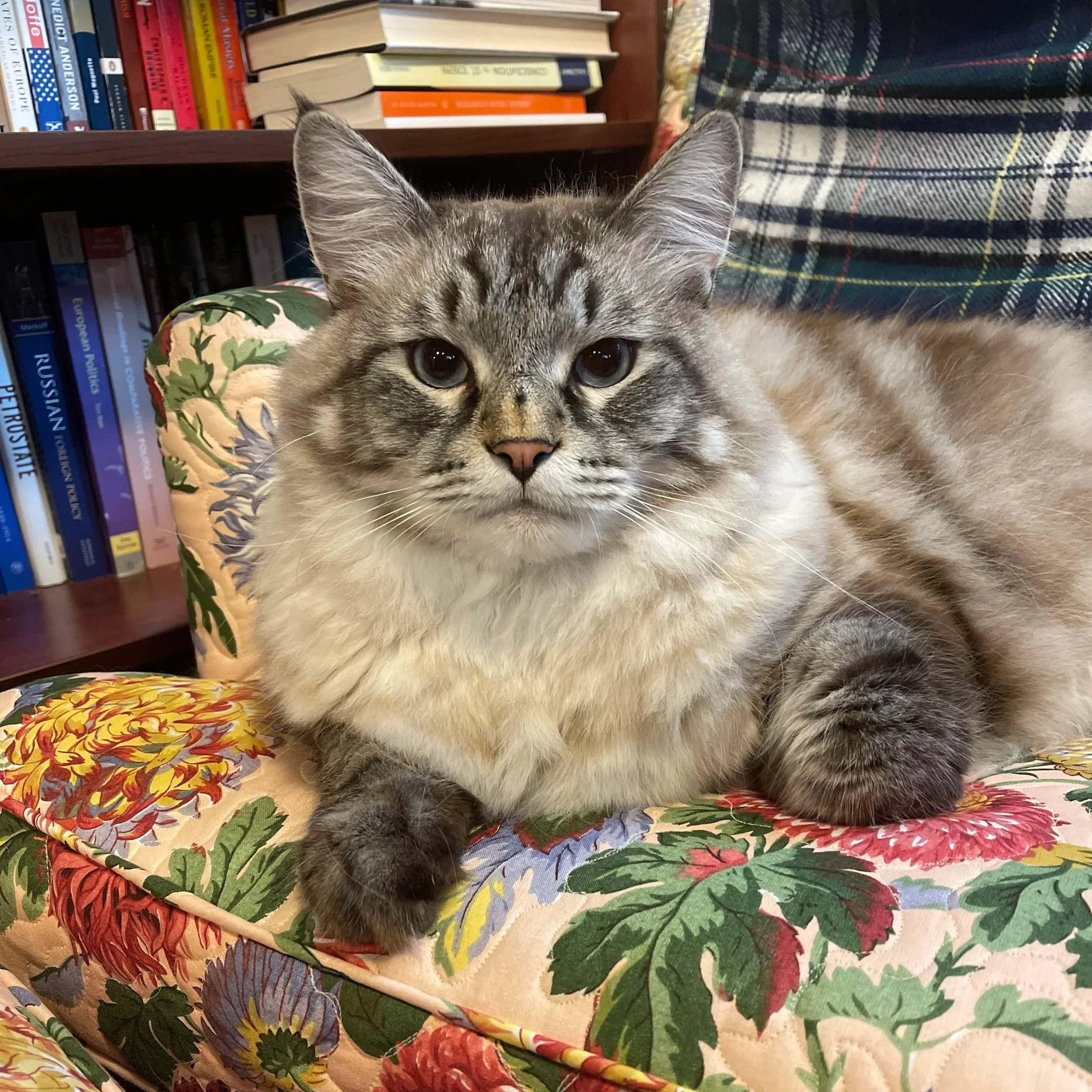 lynx point cat on a chintz arm chair in a library