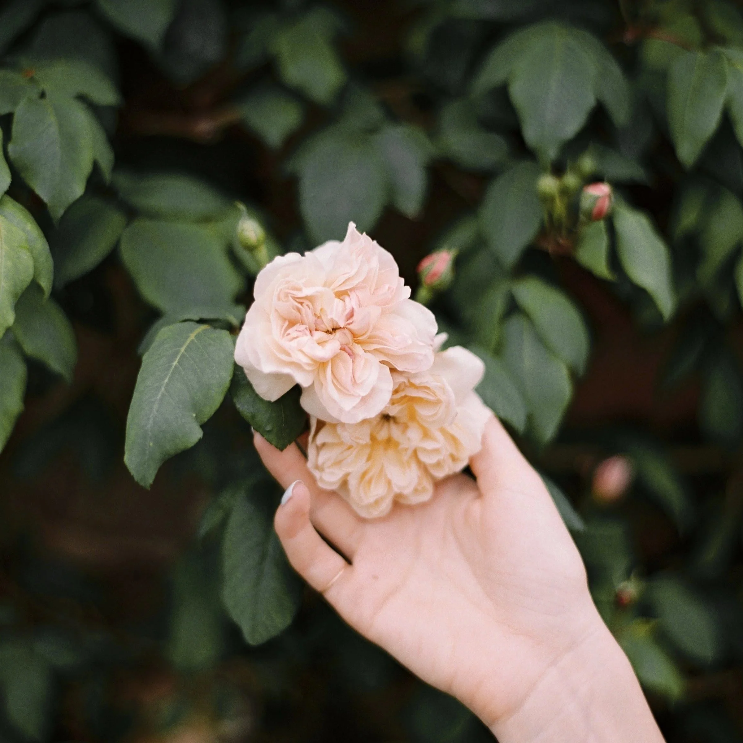 woman holds roses growing on rosebush