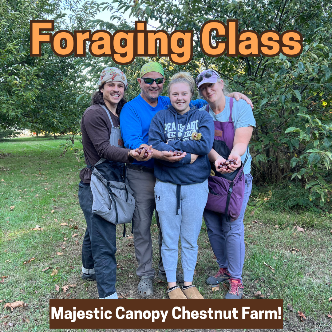 Autumn Foraging Class | Majestic Canopy Chestnut Farm | 10/4/2025 | 12pm-4pm