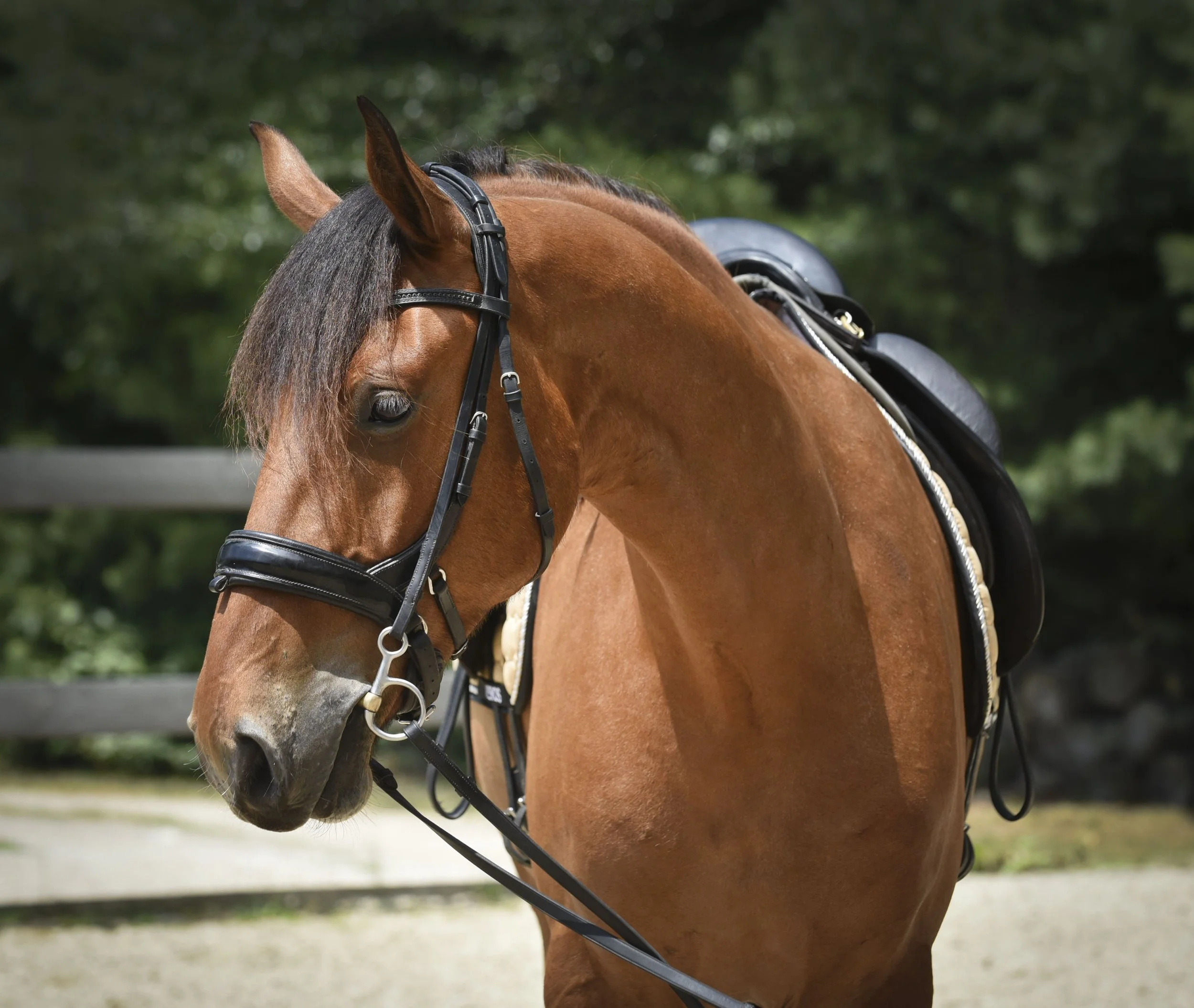 Horses For Sale — Meghan Hamilton Dressage