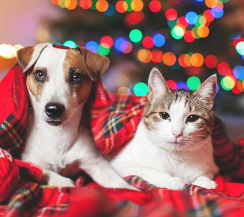 Virtual Ugly Sweater Contest