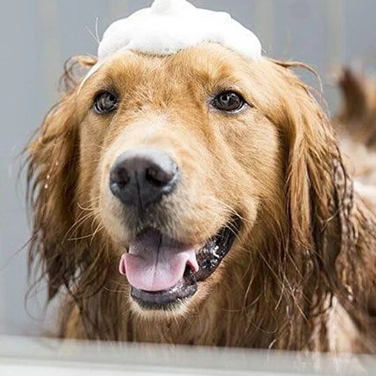 Virtual Home Grooming 101 Class
