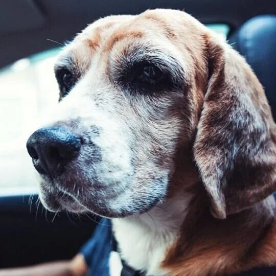 Class on Cognition in Aging and Senior Dogs