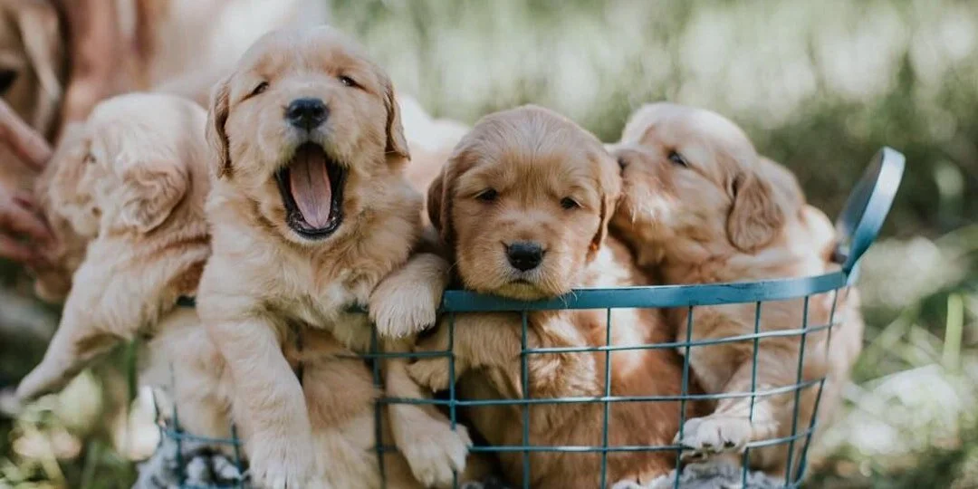 Puppy Cognition 101