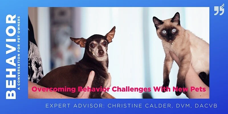 Overcoming Behavior Challenges with New Pets