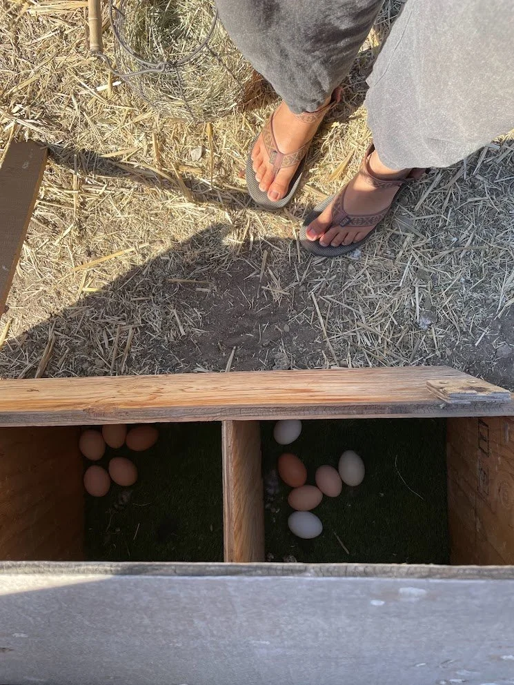 eggsinnestingboxes.jpg