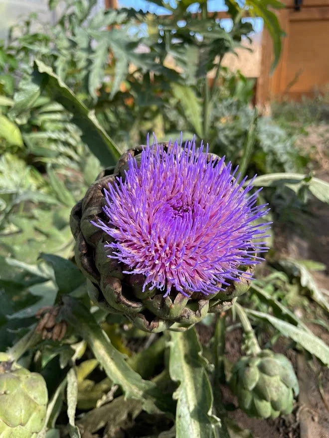 artichokebloom.jpg