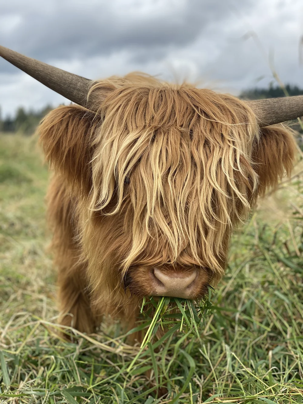 scottish-highland-cattle-for-sale-luckie-farms
