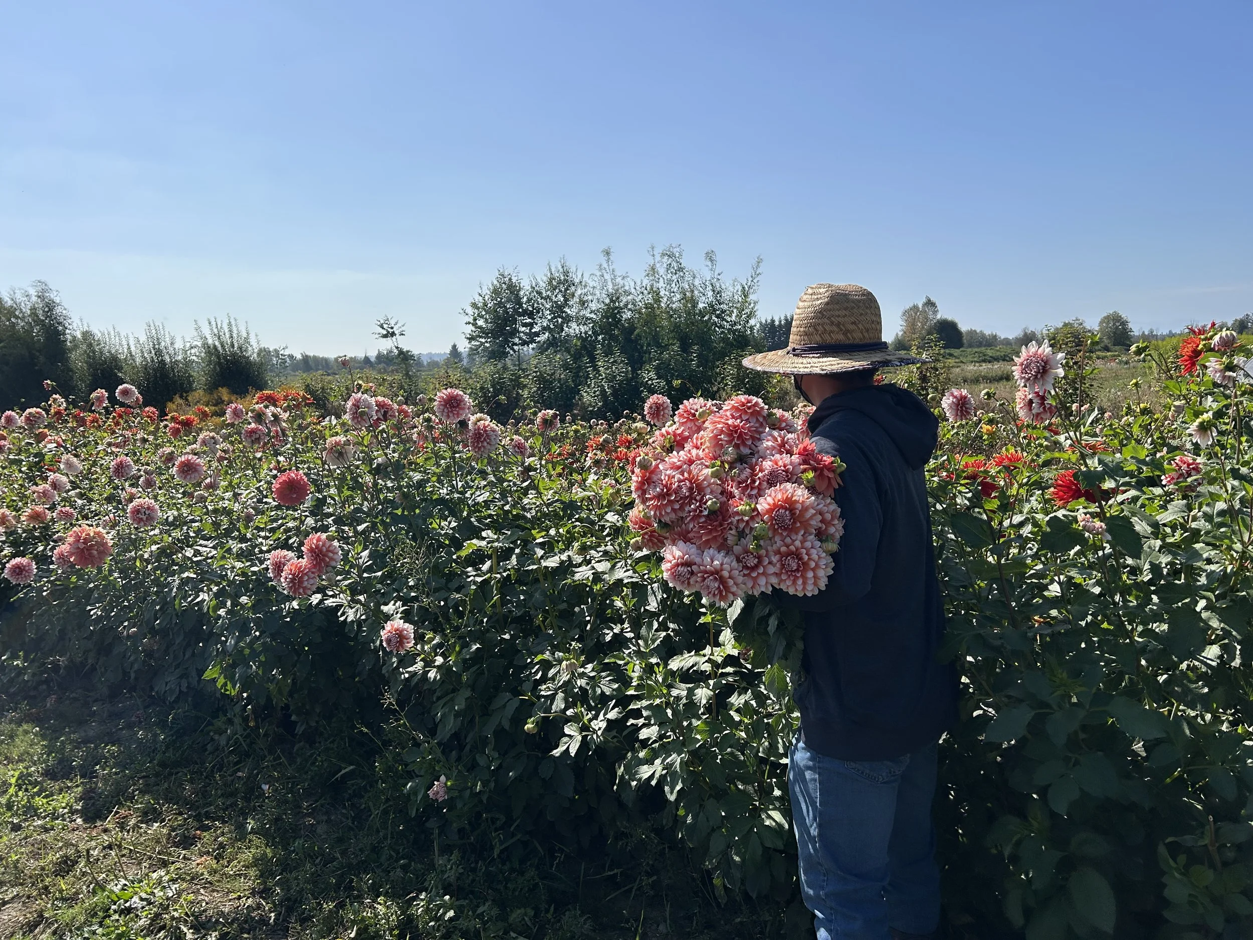 Person wearing a straw hat and navy jacket standing among pink and red flowers in a flower field under a clear blue sky.