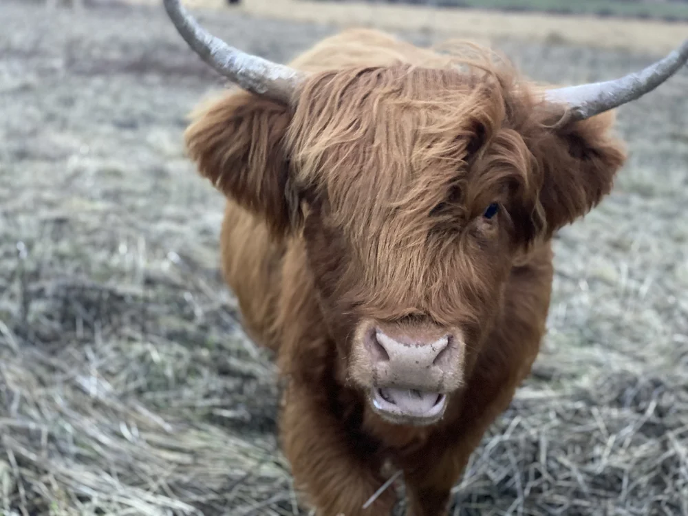 Scottish Highland Cattle for Sale — Luckie Farms