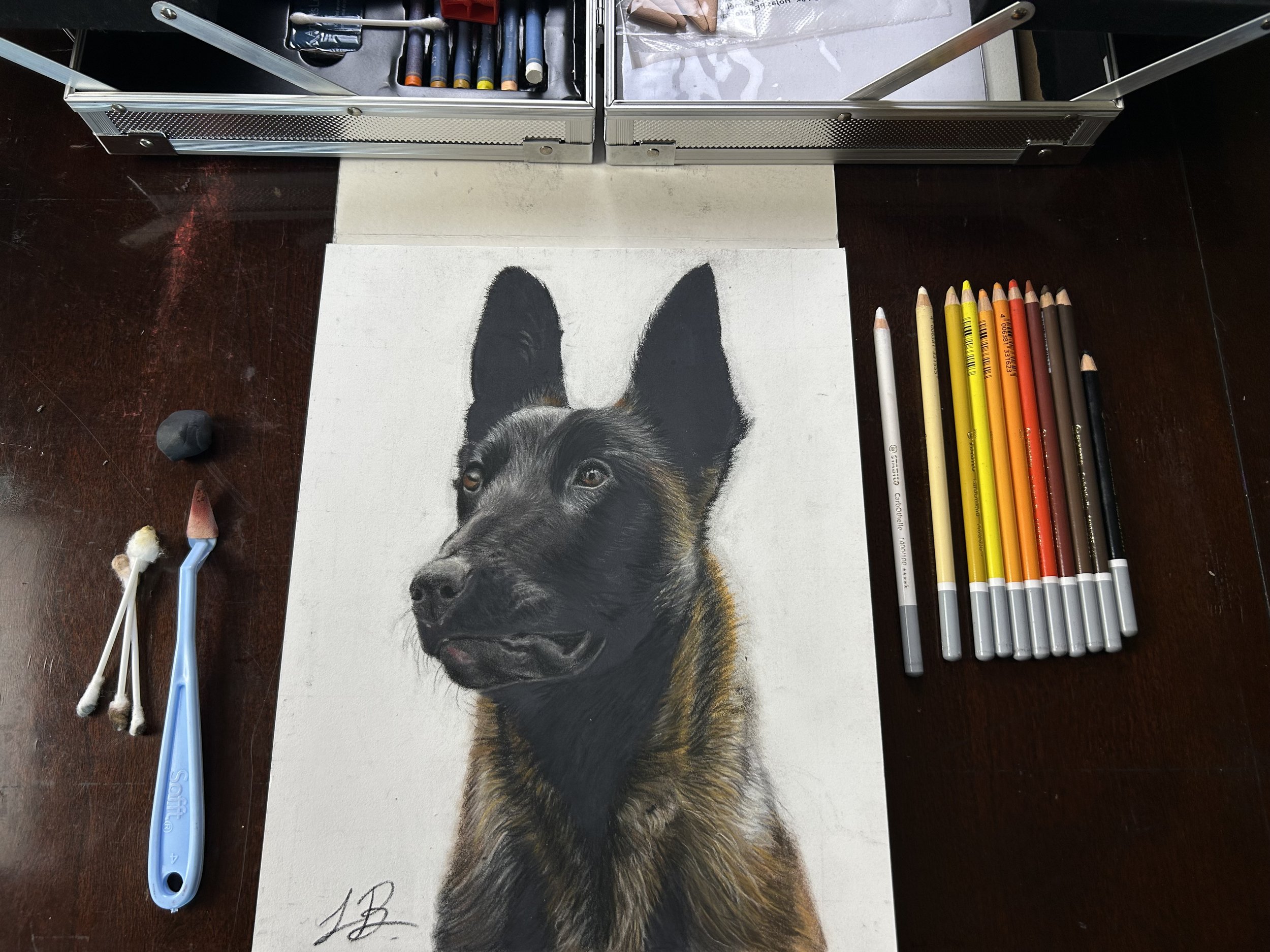 Belgian Malinois