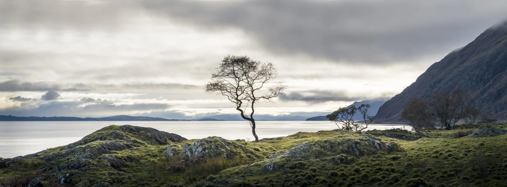 Lone Tree at Kilmalieu