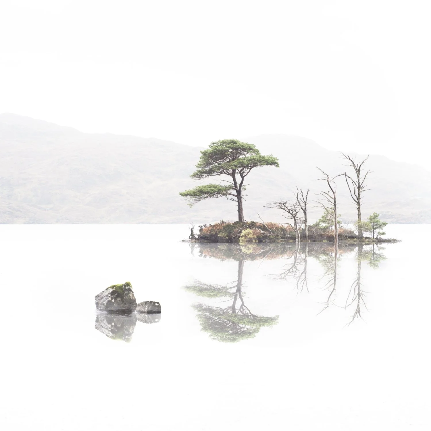 Assynt Tree copy.jpg