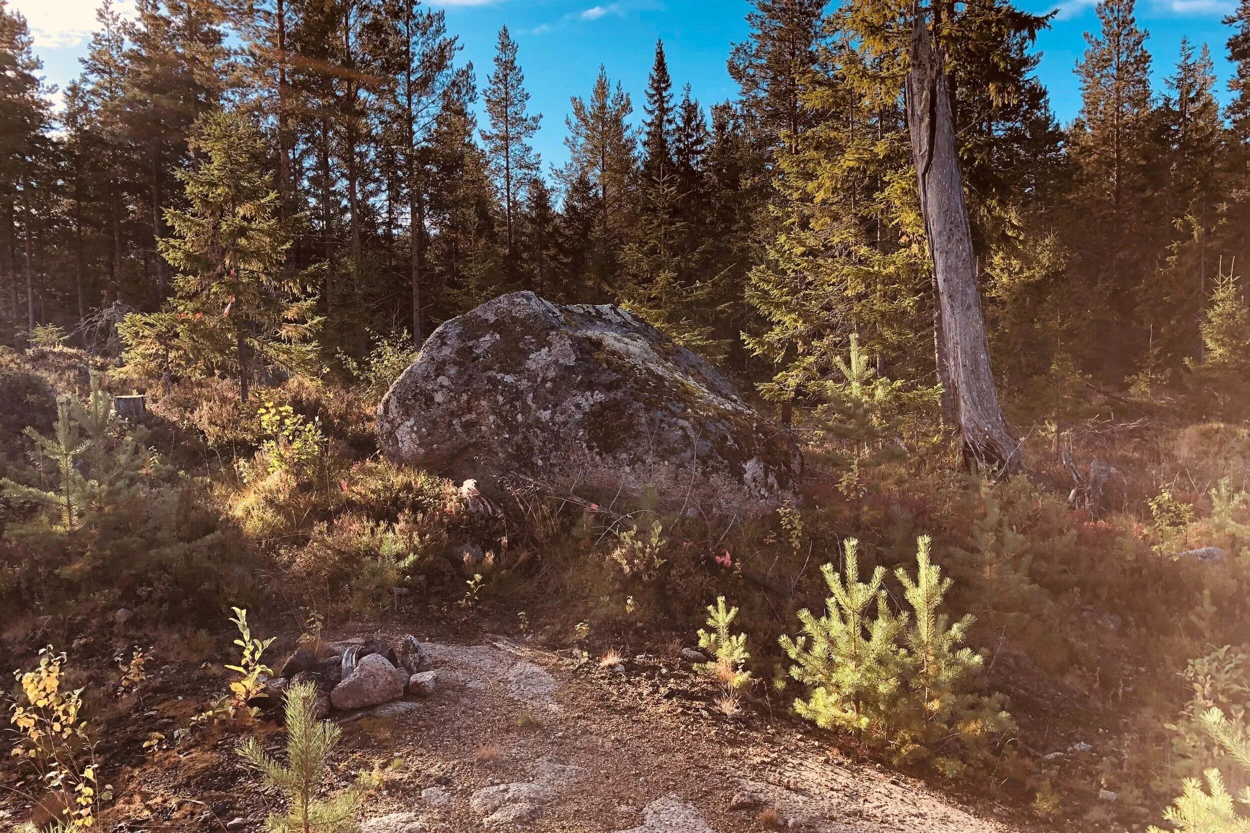 KOS - Konkurrensen om skogsråvaran