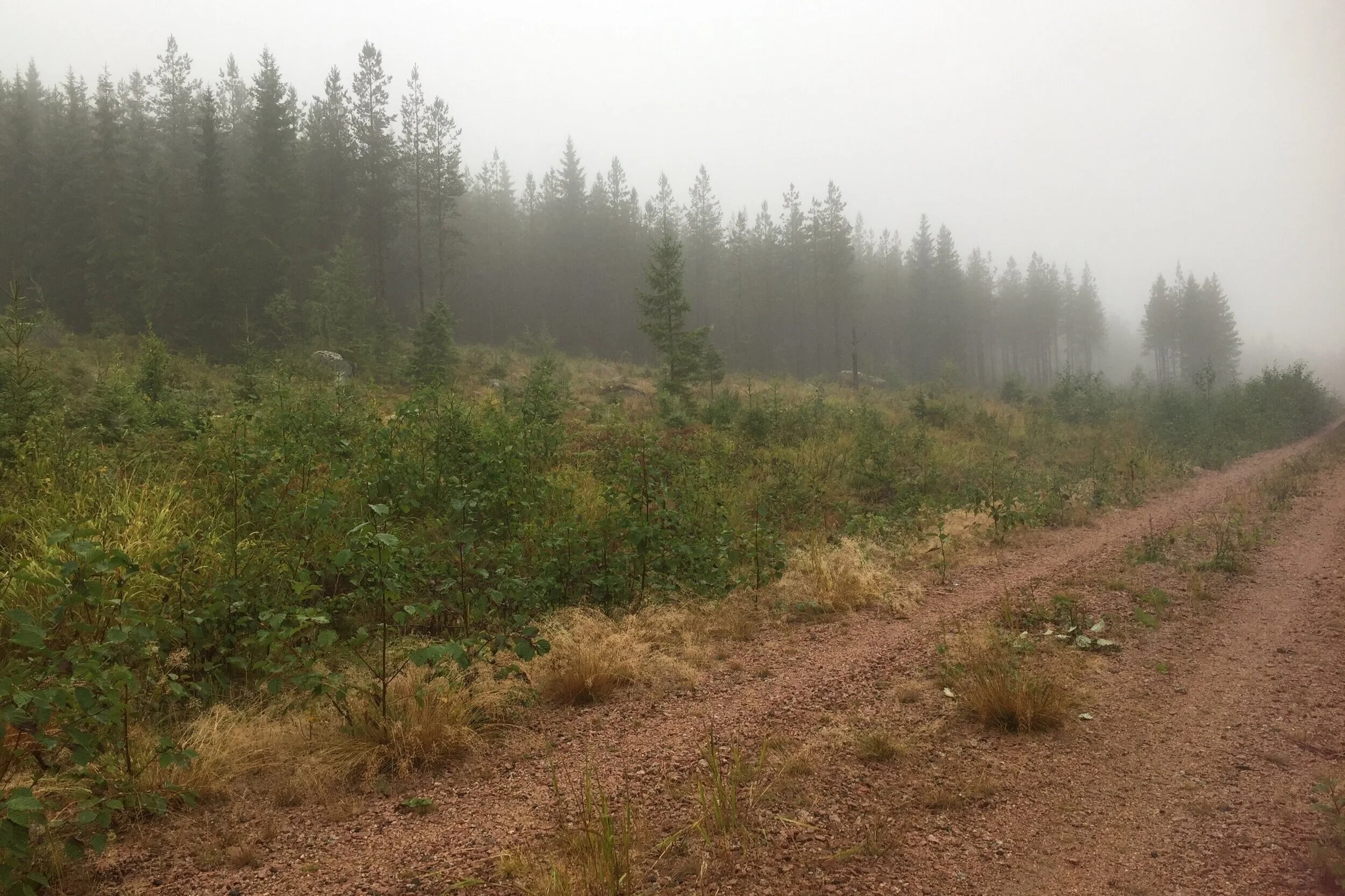 Industrin går åt skogen?
