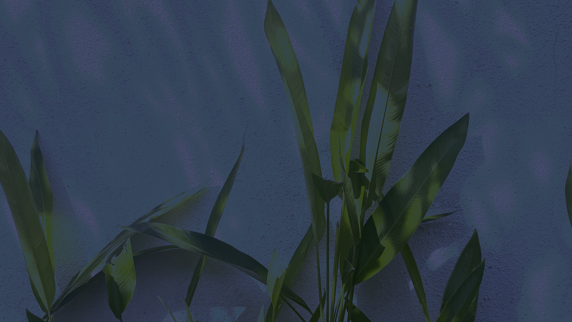 Green plant with long, pointed leaves against a textured, purple background.