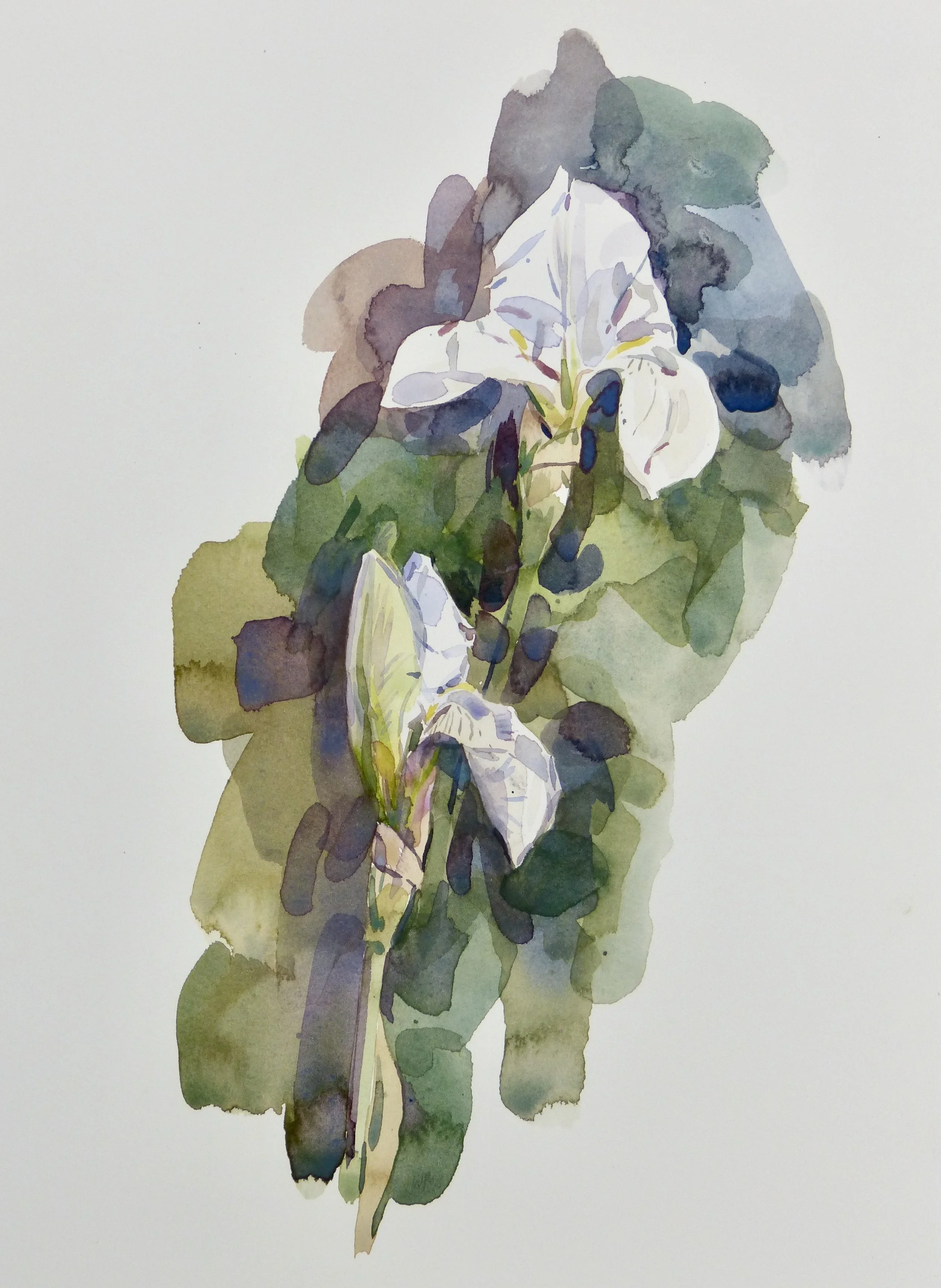 'Iris Unfurling'  
  38 x 28 cm  