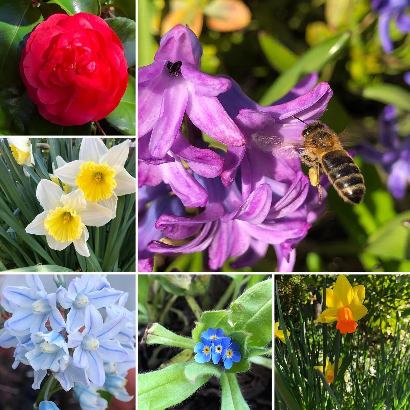 Today’s #sixonsaturday is all about the spring flowers. Little bit of sunshine and everything feels a bit more bearable. Happy #springequinox