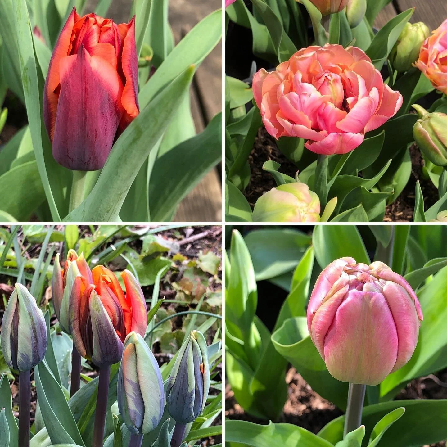 Gorgeous colours of the tulips emerging La Belle Epoche, Slawa and Couleur Cardinal
#labelleepochetulip 
#slawatulip #couleurcardinaltulip