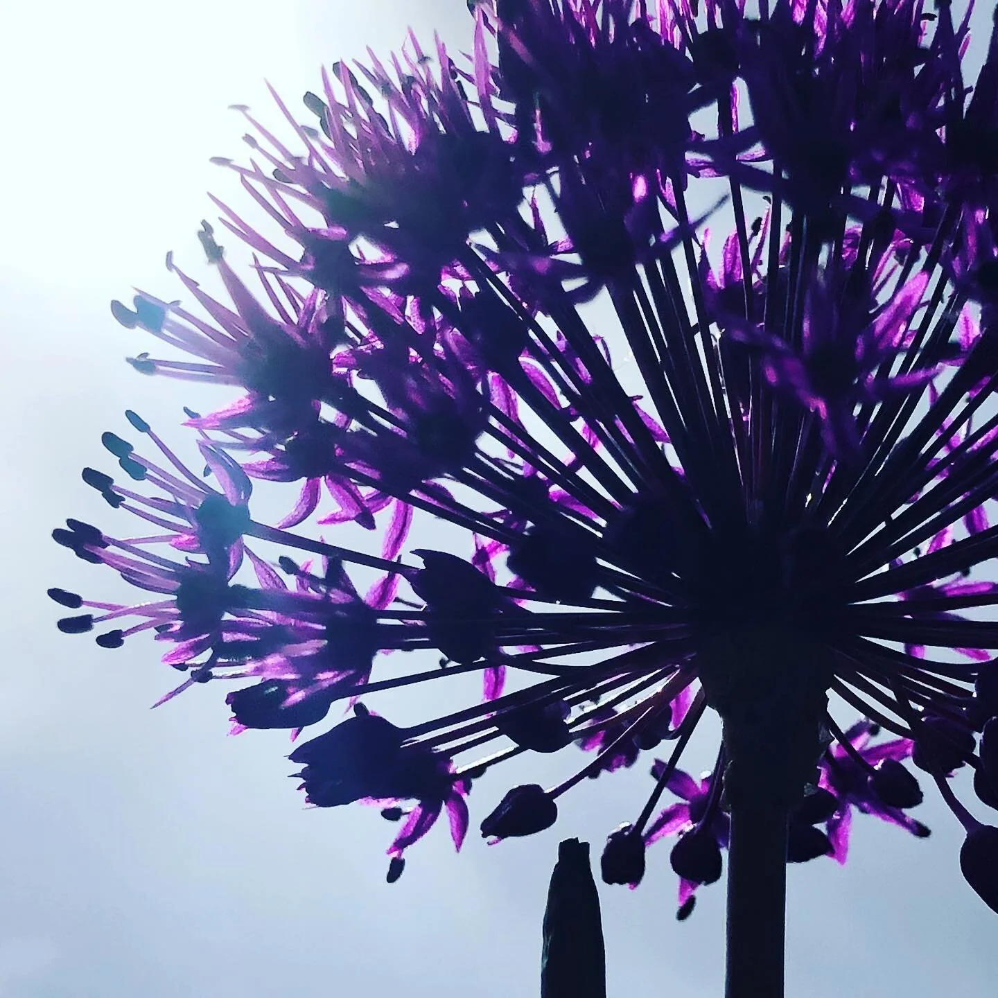 Unfurling allium in front of a moody sky
#purplehaze #alliumlove #moodysky