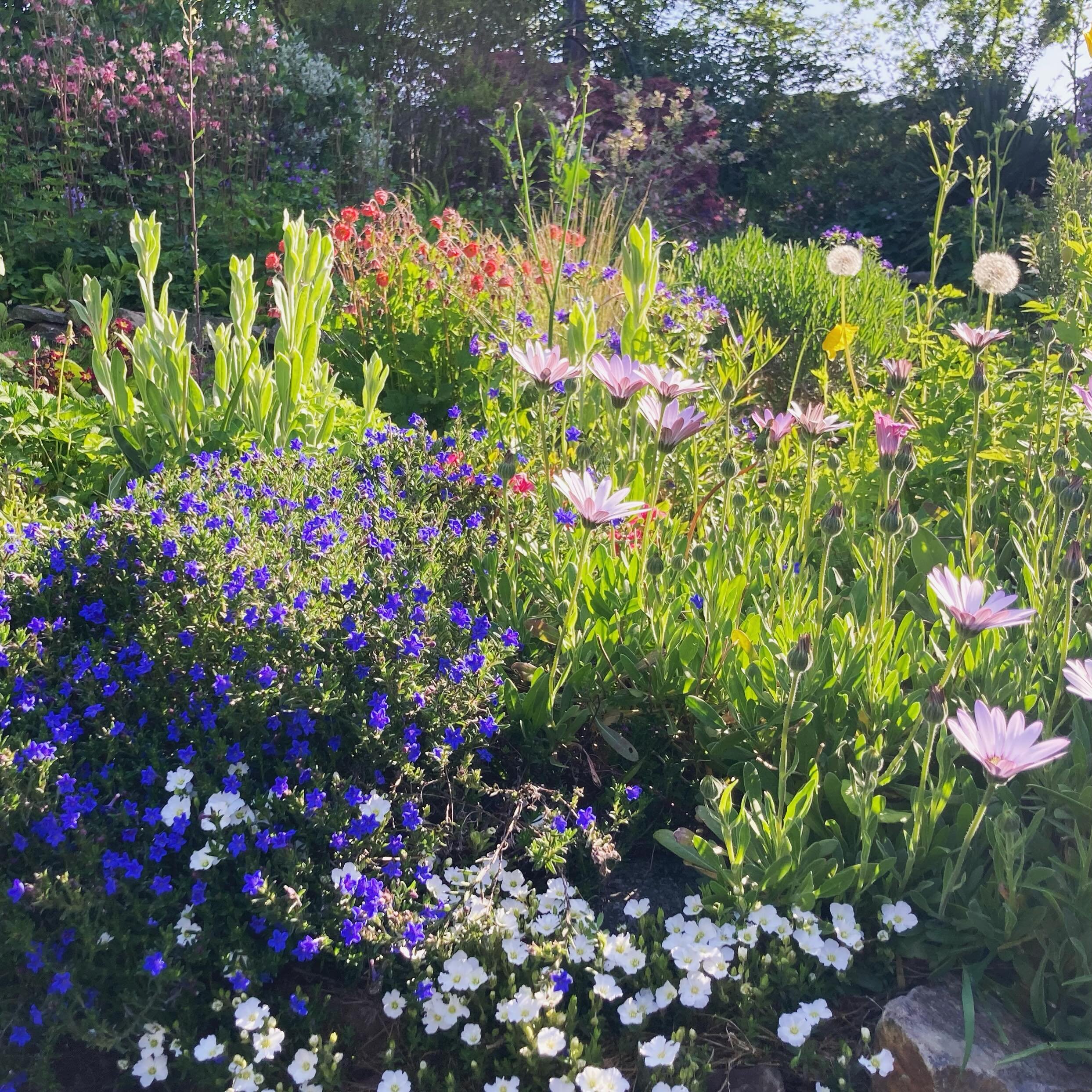 Beltane blessings 🌸
I am enjoying the exuberance of flowers and insects in my garden on this Sunny May Day 
.
Beltane markes the halfway point between spring equinox and summer solstice. 
.
What a beautiful day the perfect time to stop and enjoy the