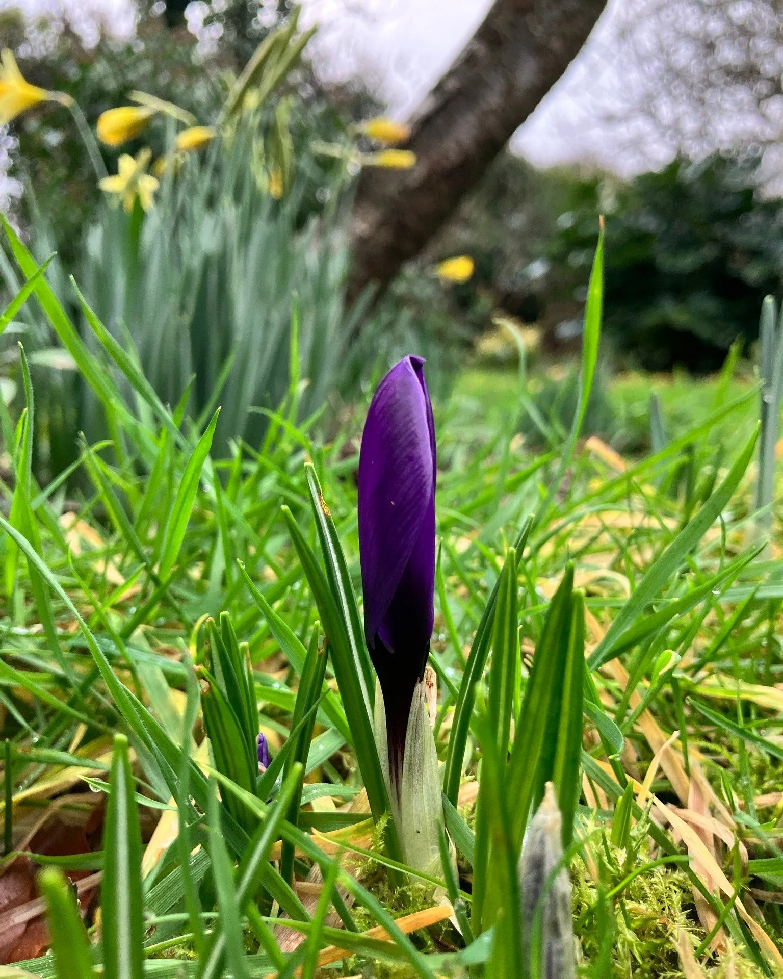 It still feels like winter out there, but the garden is already shifting.  Look closely and new beauty is emerging 🌱
Hellebores flowering and crocus pushing their way through the soil.
Small reminders that change is happening - even when the world f