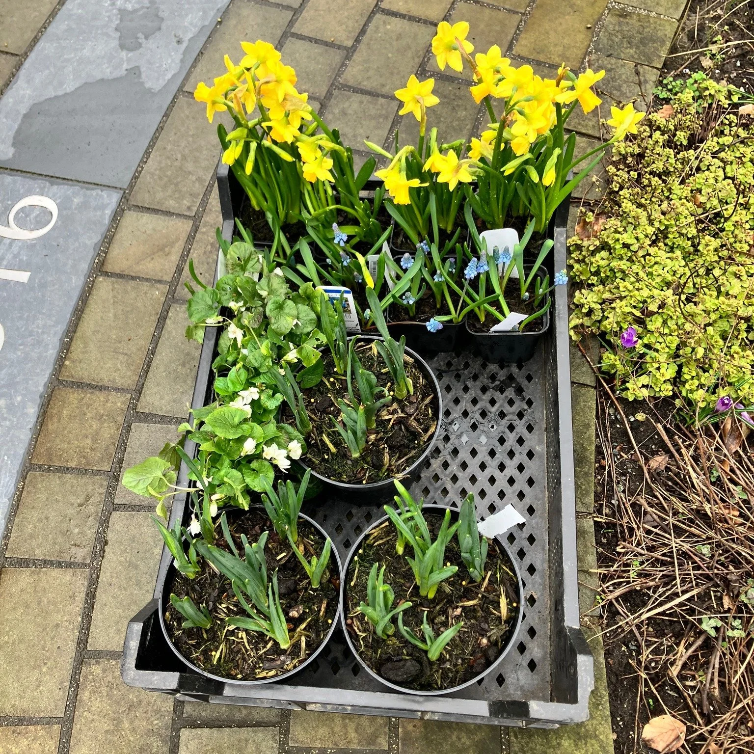 A few hours in the village community garden planting daffodils and early spring flowers ahead of Saint David's Day.
Even small planting moments shape how a place feels in early spring.
Back again on Friday for our volunteer morning. 🌿
