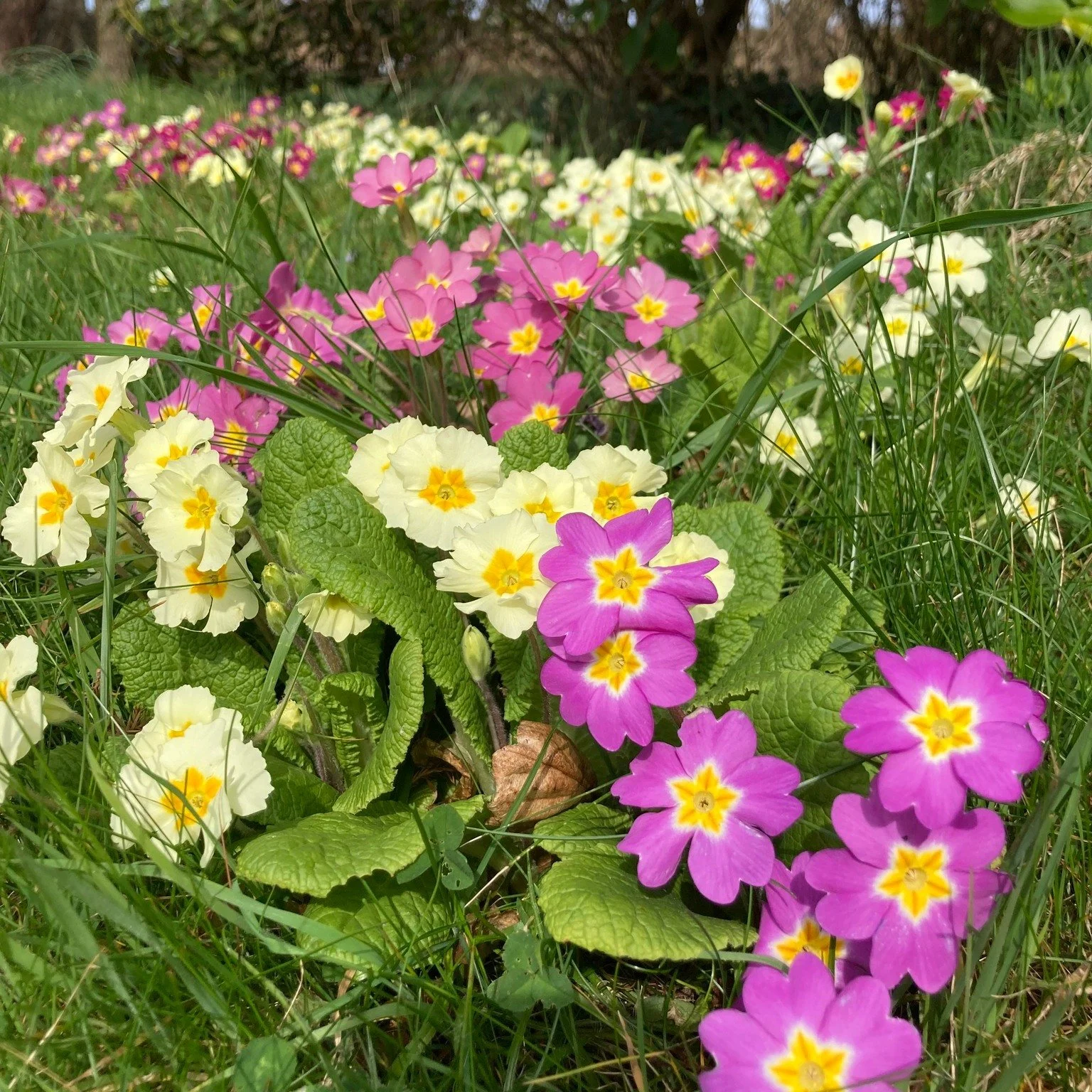 Spring begins with snowdrops, crocuses and daffodils - but primroses quietly take over next.
They bridge the early bulbs and taller perennials, adding texture, protecting the soil and offering early nectar for emerging insects.
Small plants. Signific