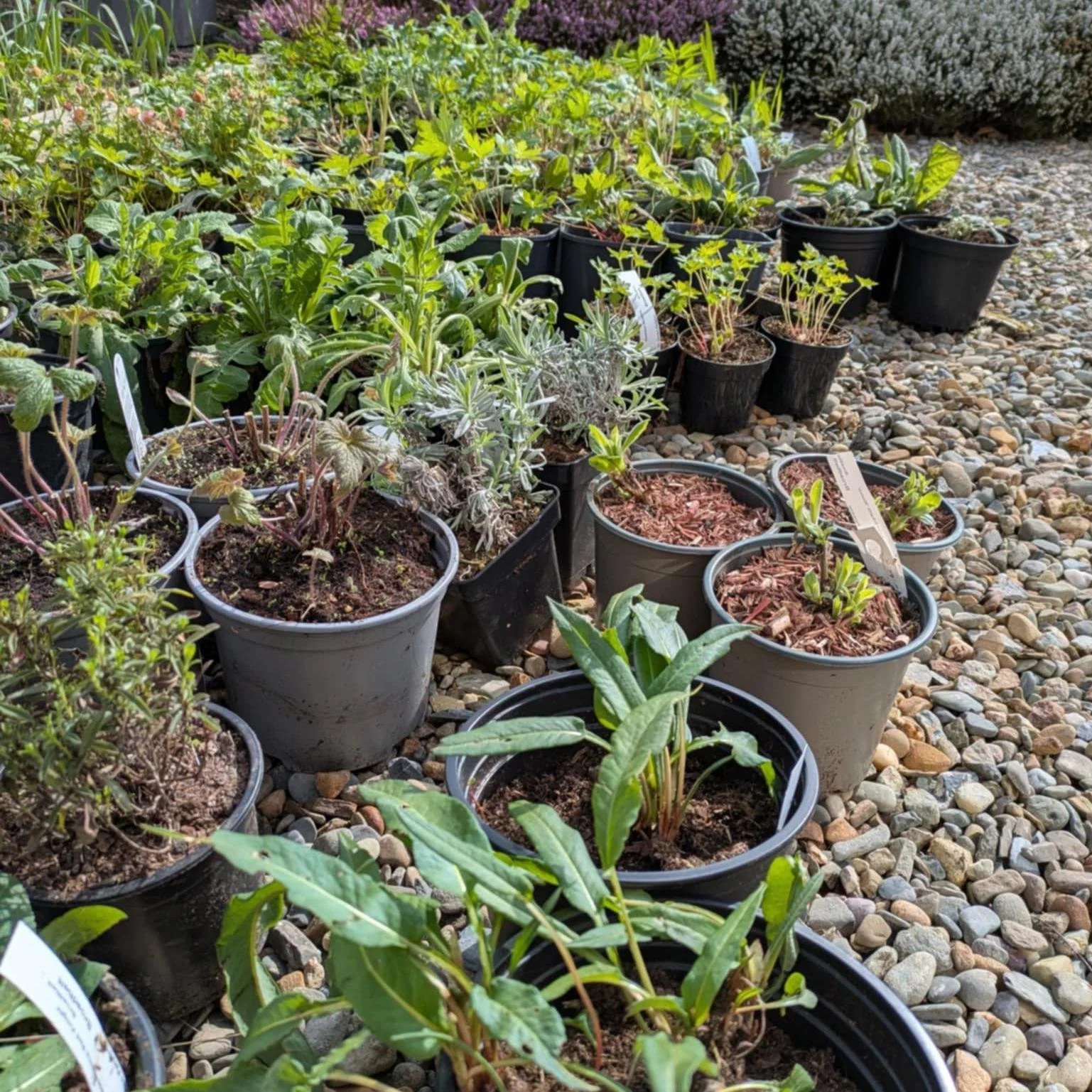 Plant delivery day!! 🌿
Weeks of planning distilled into groups and rows of carefully labelled pots of plants.
This scheme has been designed to mature in layers - structure first, then seasonal rhythm and long-term resilience.
The transformation begi