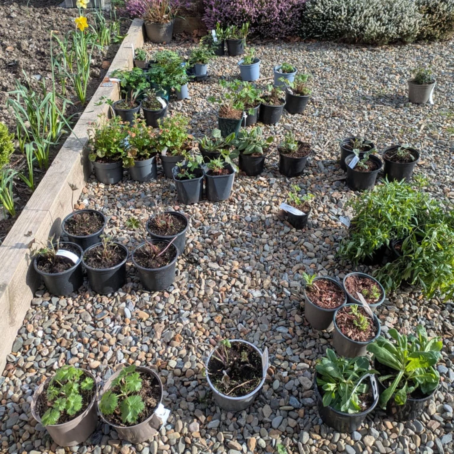 Planting time!
Before anything goes into the ground, everything is sorted and grouped, then set out and adjusted on site.
Spacing, balance, sight lines and relationships between plants... this is where the design moves from paper to reality.
Good pla