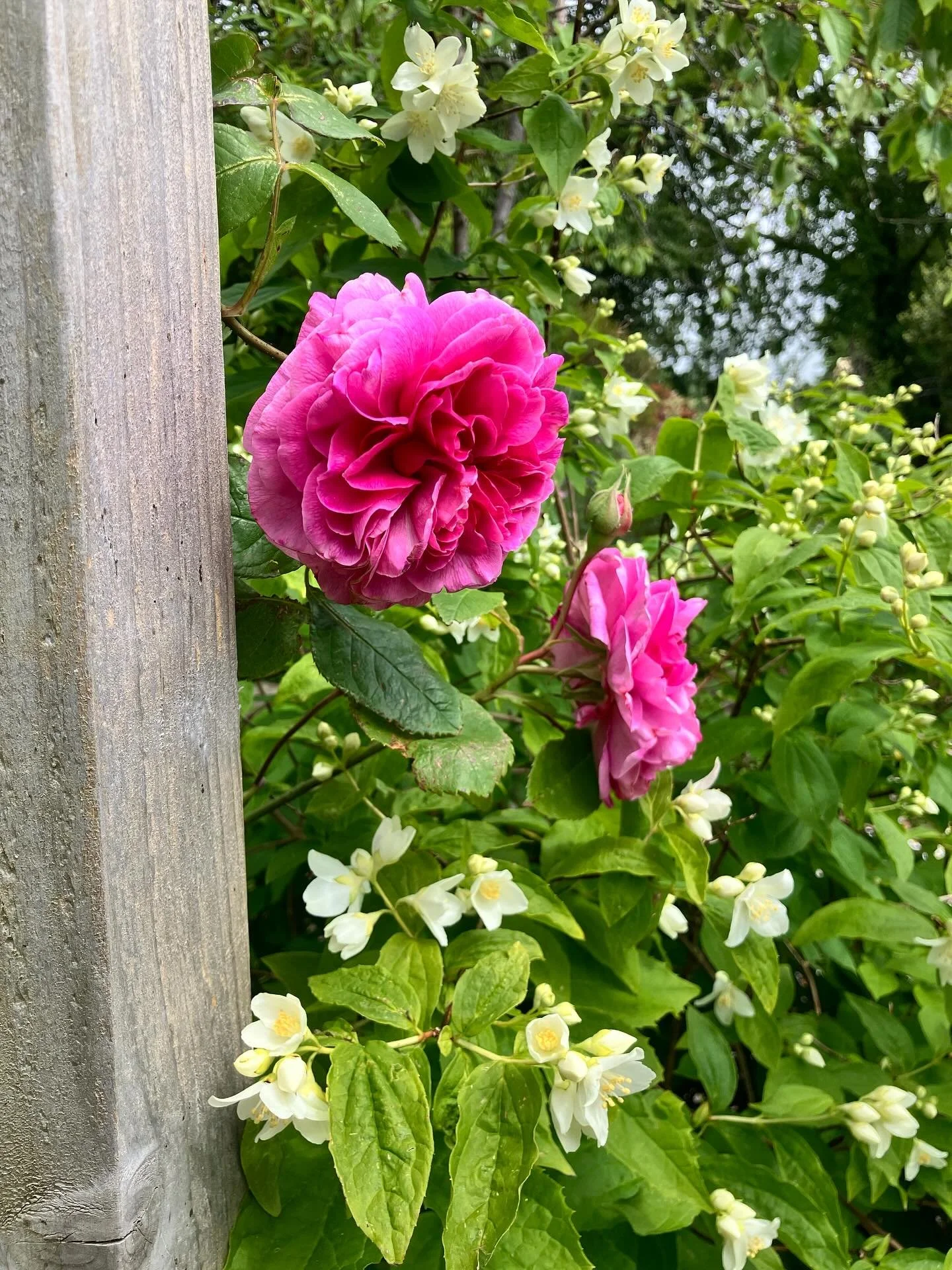 Really enjoying the amazing scent from this combination of Gertrude Jekyll rose and Philadelphus in  #mygardentoday