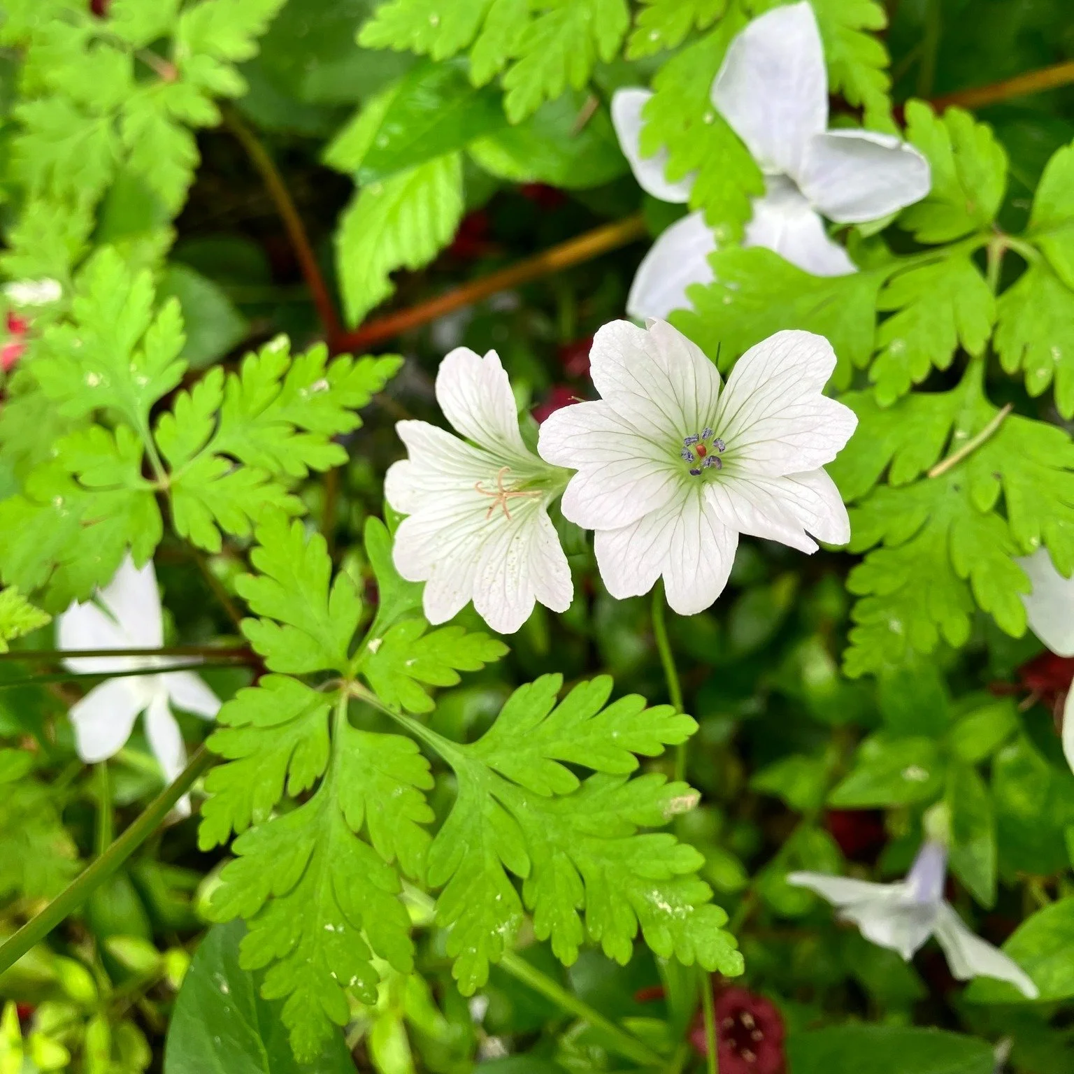 One of the joys of this time of year is seeing the hardy geraniums at their best.
With such a wide range of colours, forms and flowering times, there's almost always something in bloom from late spring through to autumn.

Some varieties thrive in ful
