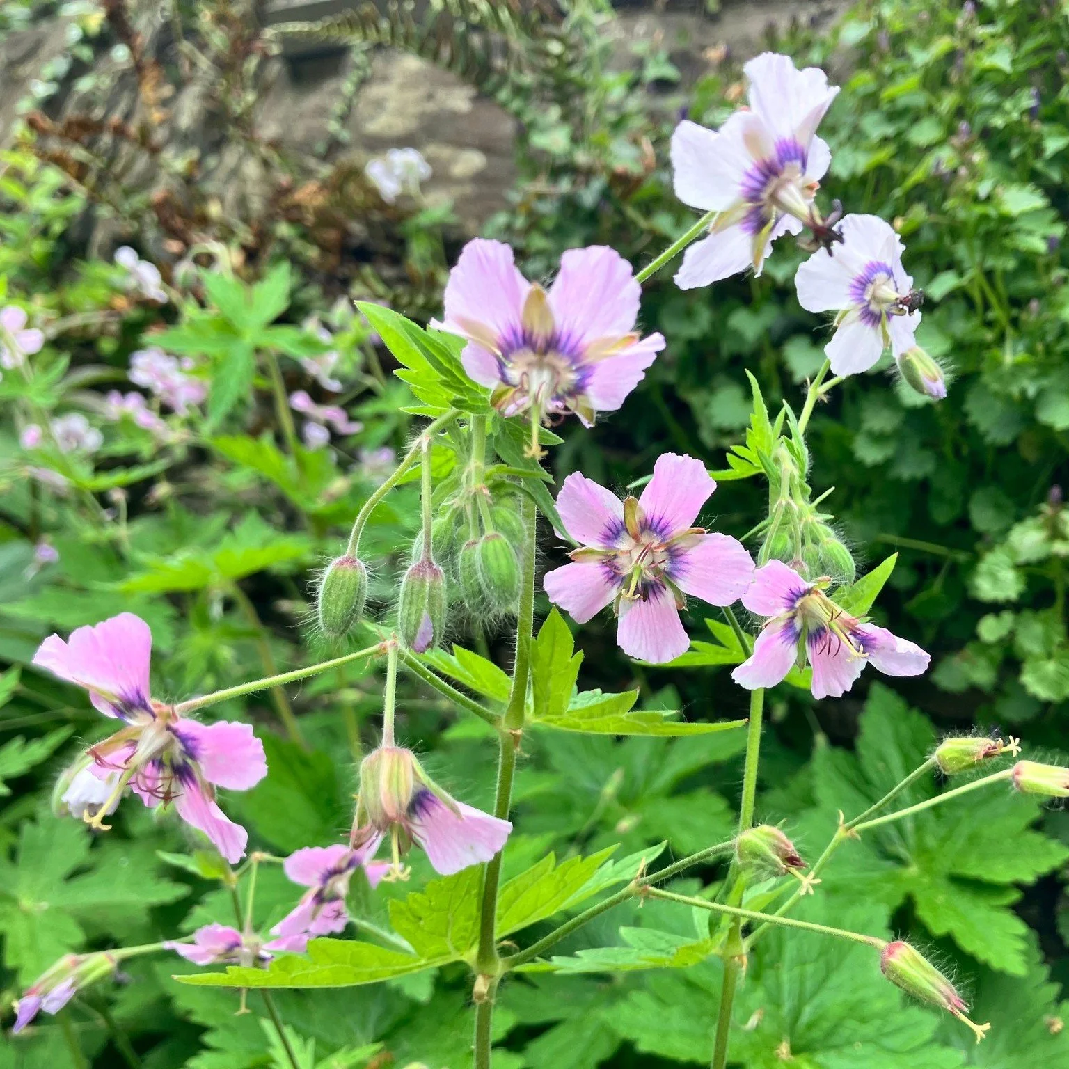 Another beautiful Geranium phaeum.
This one was sold to me as 'Walkure', although I suspect it may actually be 'Wendy's Blush'.
Whatever its true name, it has been flowering beautifully for weeks in the Cranogwen Memorial Garden, Llangrannog, and has