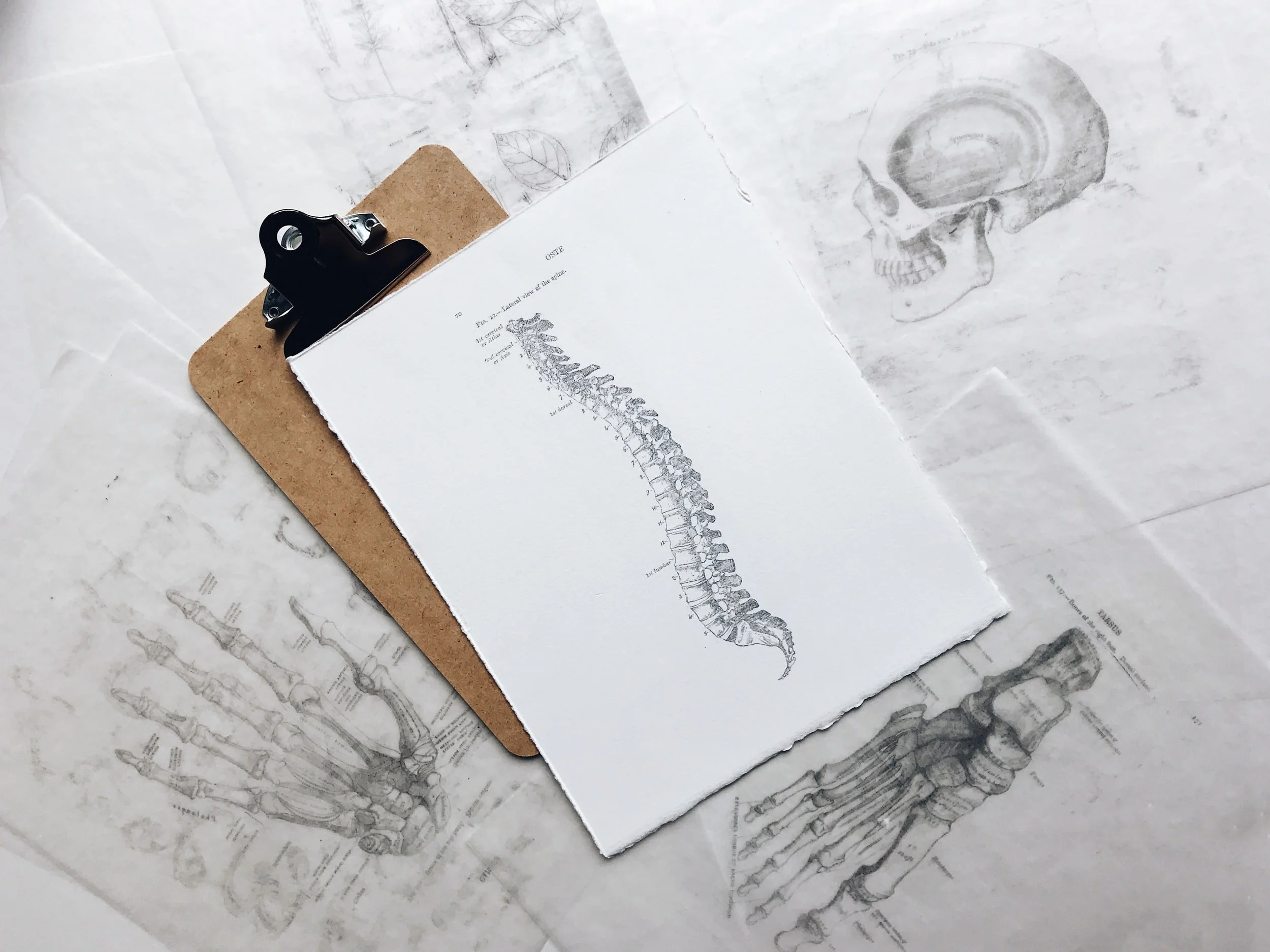 La Chiropraxie et les preuves Scientifiques