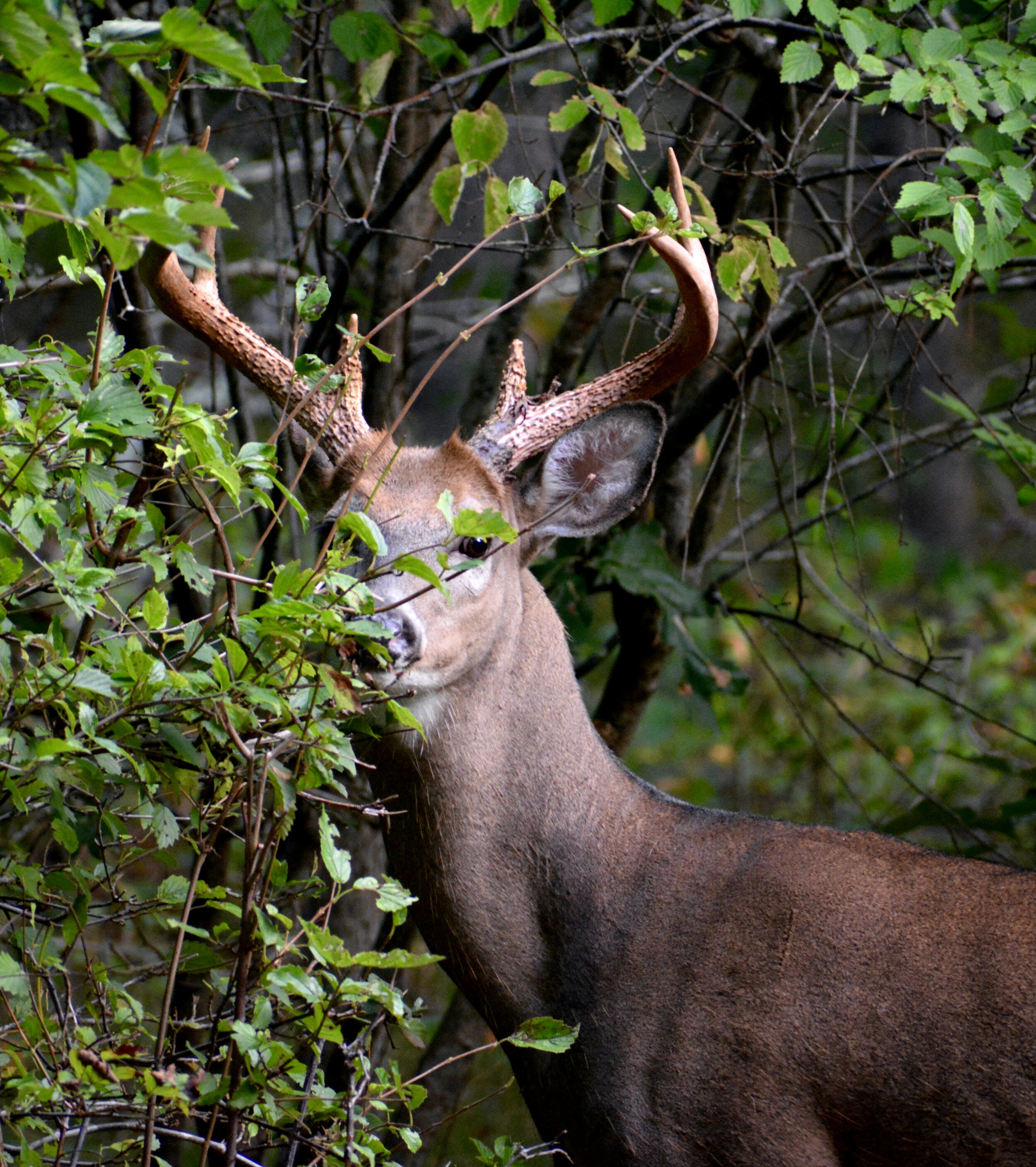 DSC_0448.JPG
