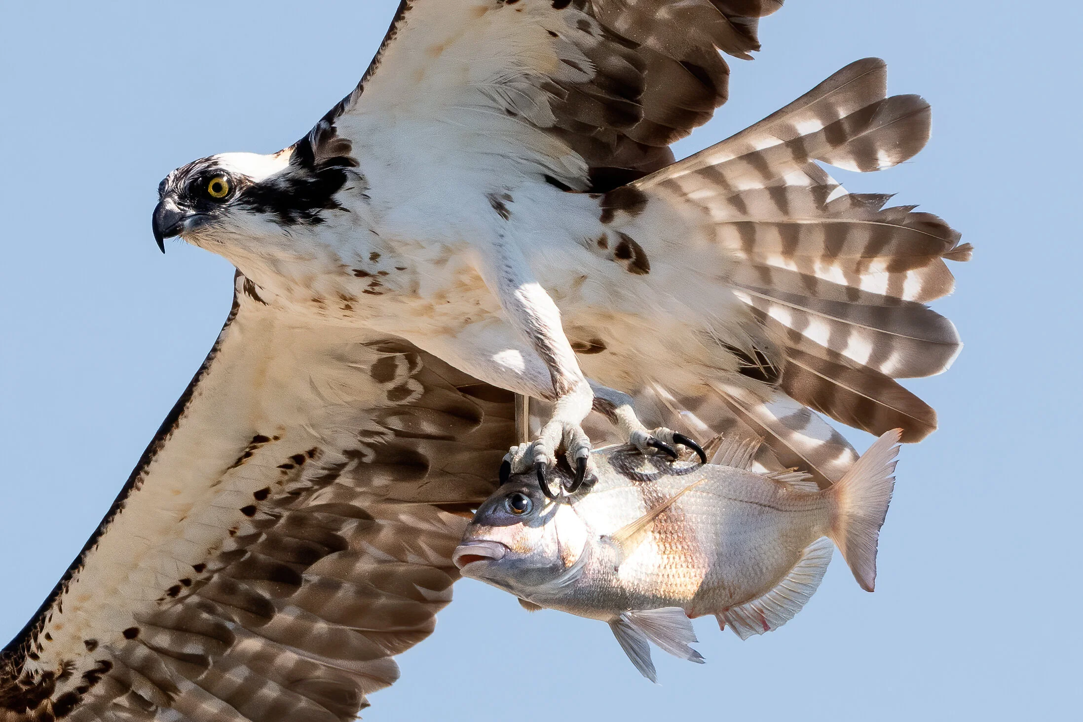 7.31.osprey.1-standard.jpg