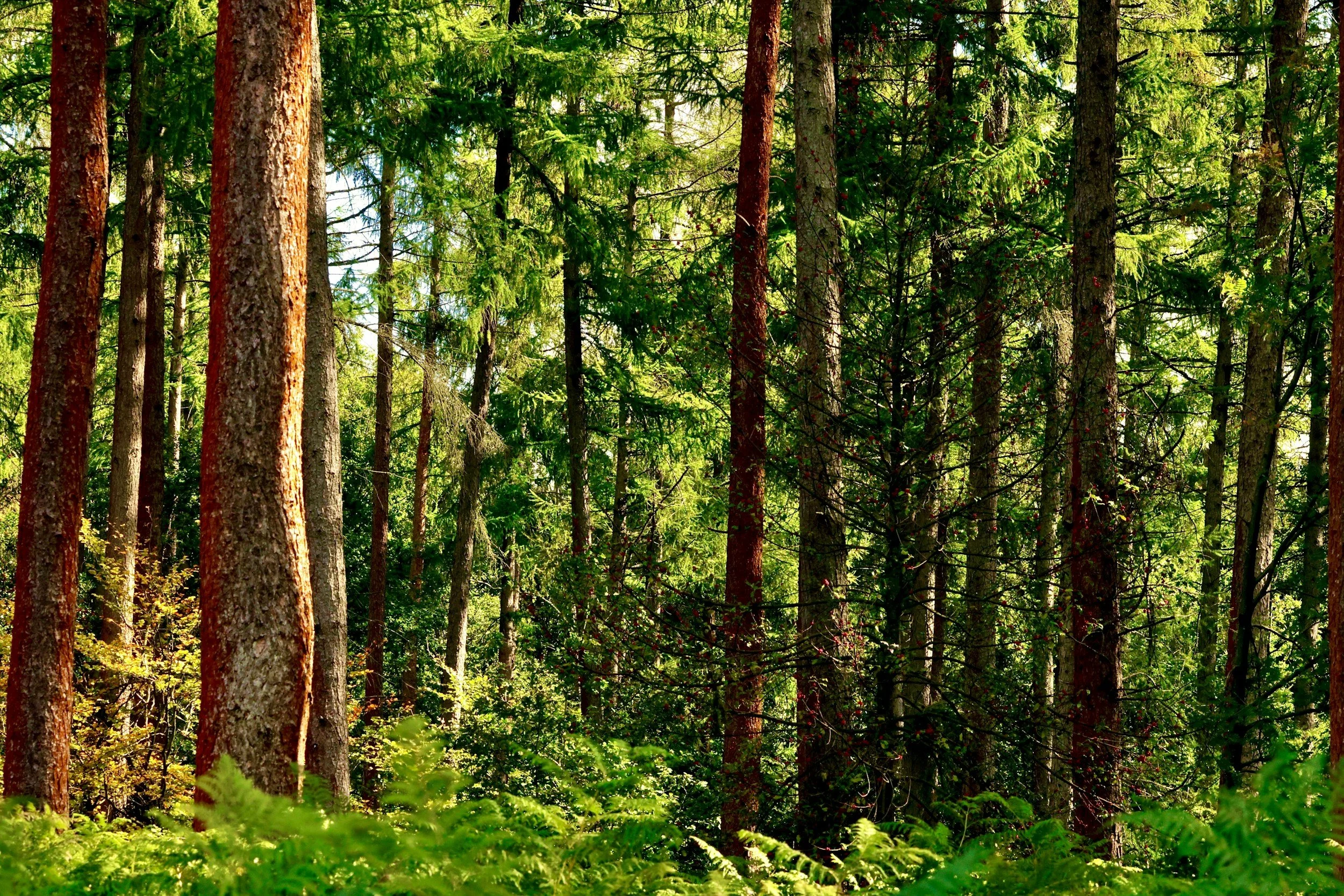 Forest Bathing