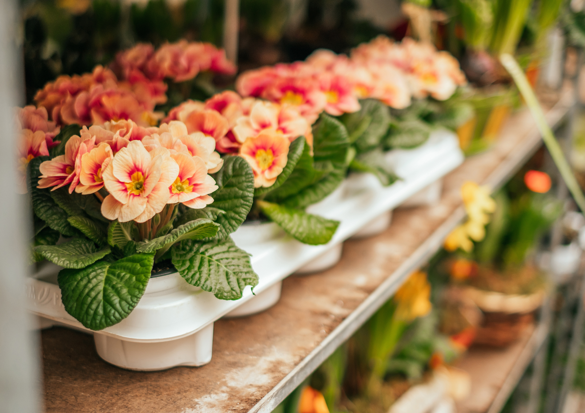 Design sans titre (98).png