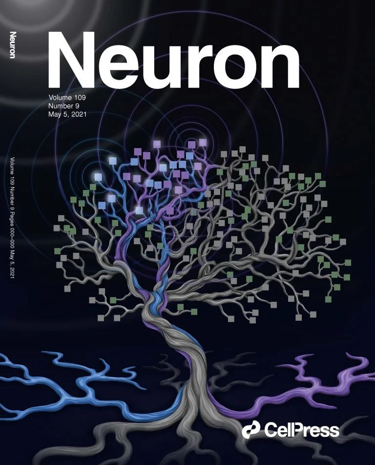 Donhauser PW, Baillet S. Two Distinct Neural Timescales for Predictive Speech Processing. Neuron. 2020 Jan 22;105(2):385-393.e9. doi: 10.1016/j.neuron.2019.10.019. Epub 2019 Dec 2. PMID: 31806493; PMCID: PMC6981026.