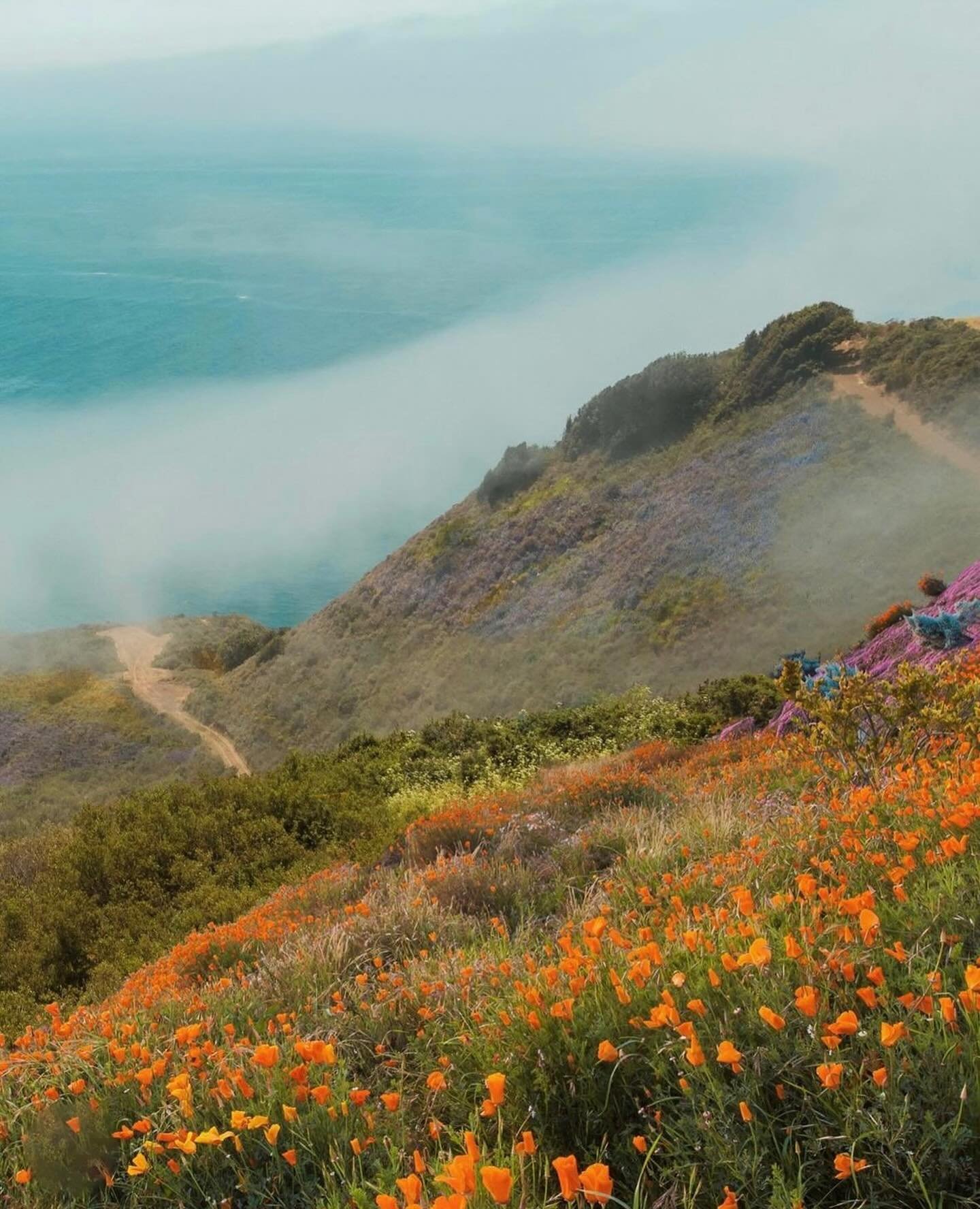 Spring in Big Sur California 🌼
📸: @odwyer_sio9 
.
.
.
.
#bigsur #bigsurcalifornia #bigsurcali #bigsurca #california #goldenstate #highway1 #outdoors #travel #explore #centralcoast #bigsurcoast #bigsurphotographer #monterey #californiadreaming #ocea