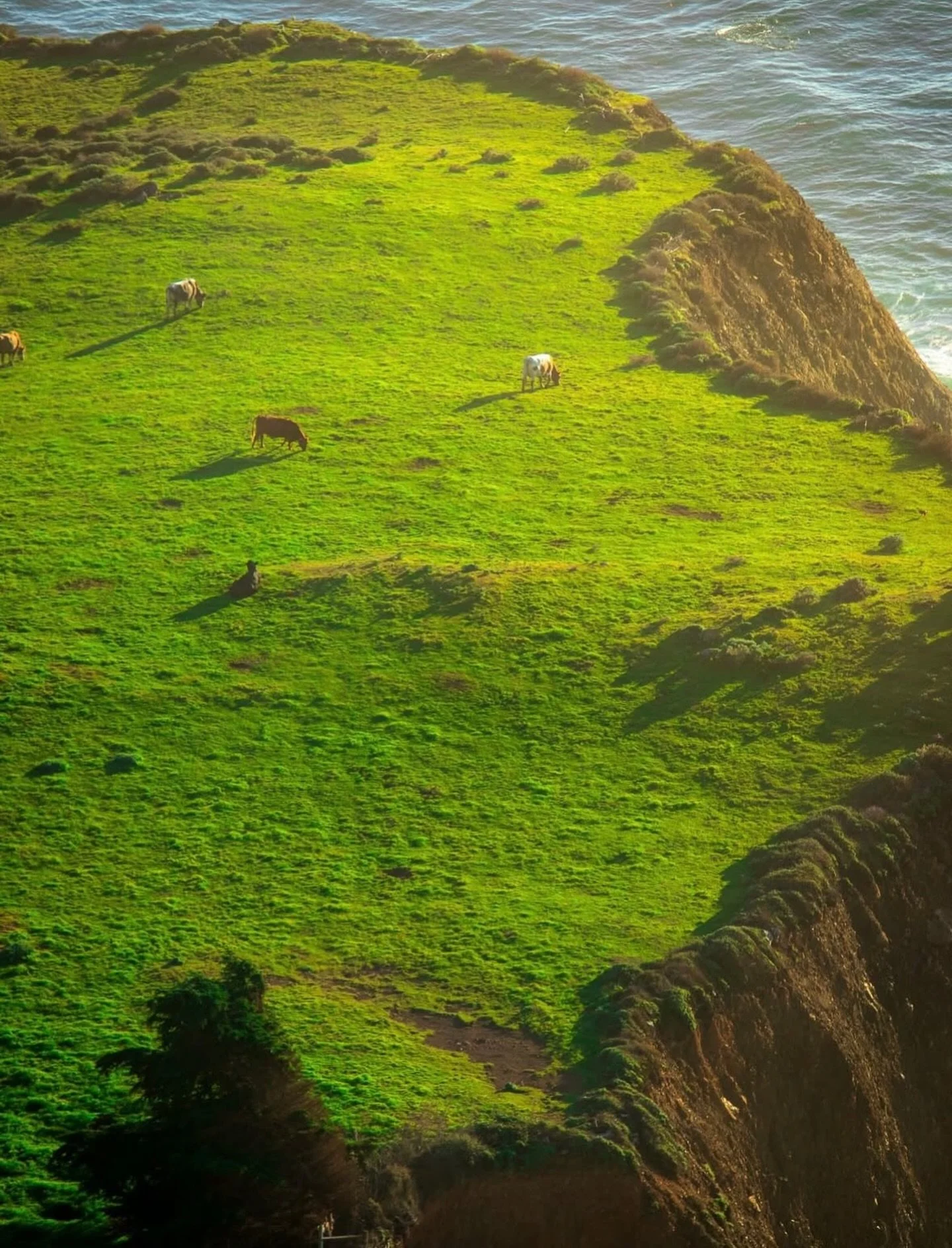 Happy cows live in Big Sur, California

📸 @light_and_magic_art 

#bigsur #bigsurcalifornia #bigsurcali